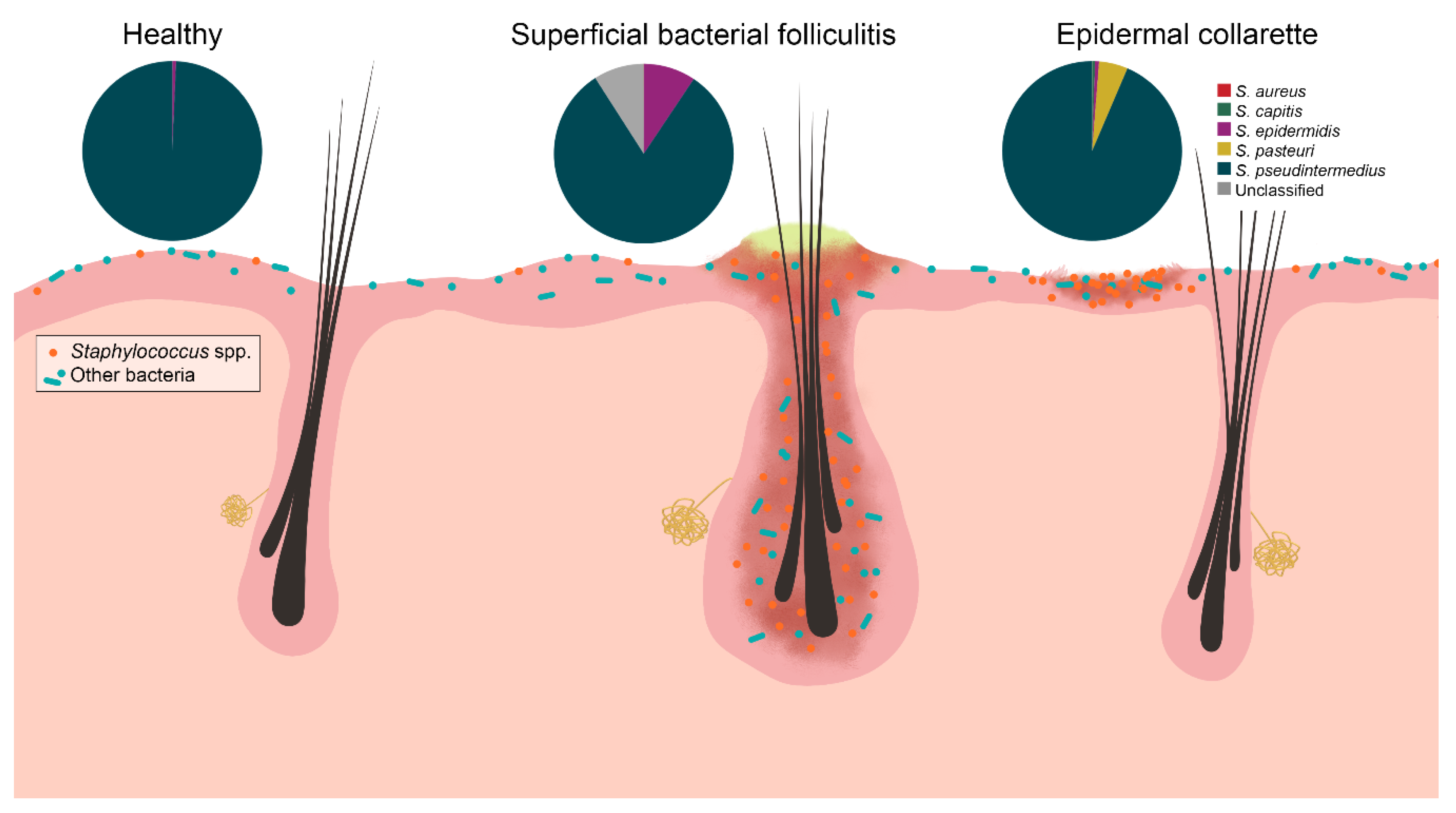 Pathogens 09 00638 g007 Pathogens 09 00638 g007