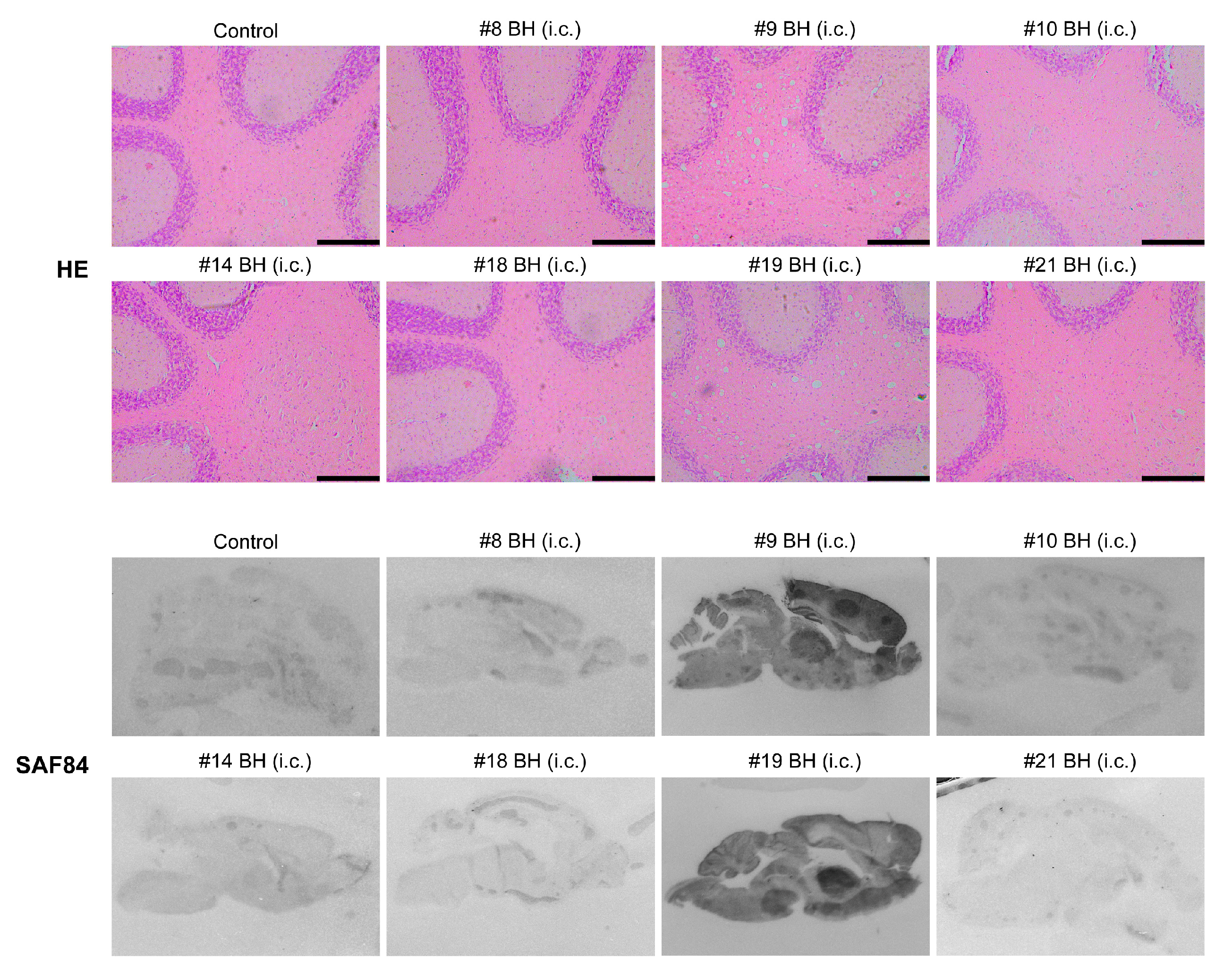 Pathogens 09 00653 g004