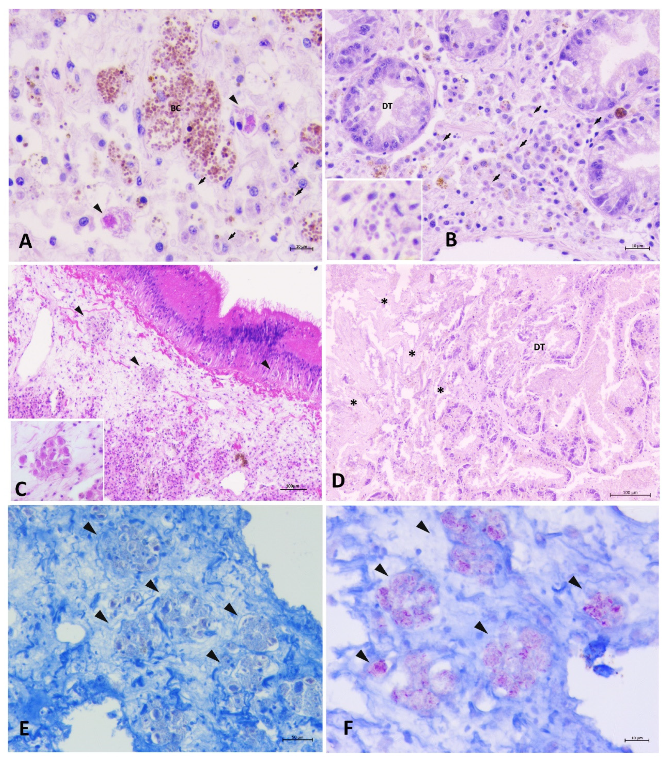Pathogens 09 00776 g005 Pathogens 09 00776 g005
