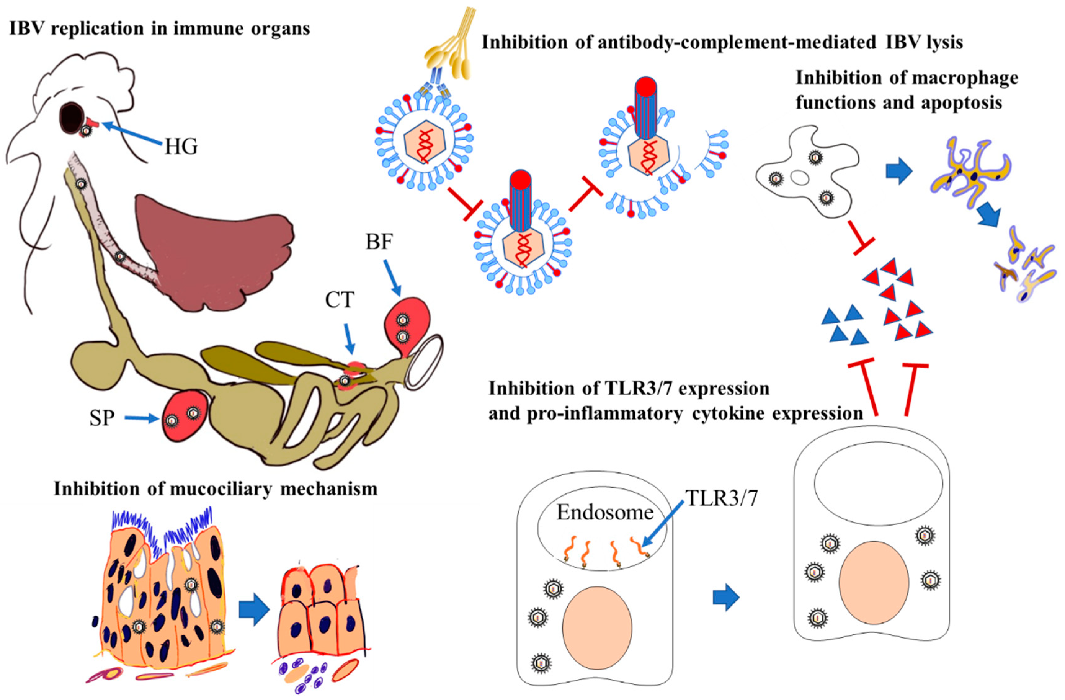 Pathogens 09 00779 g003