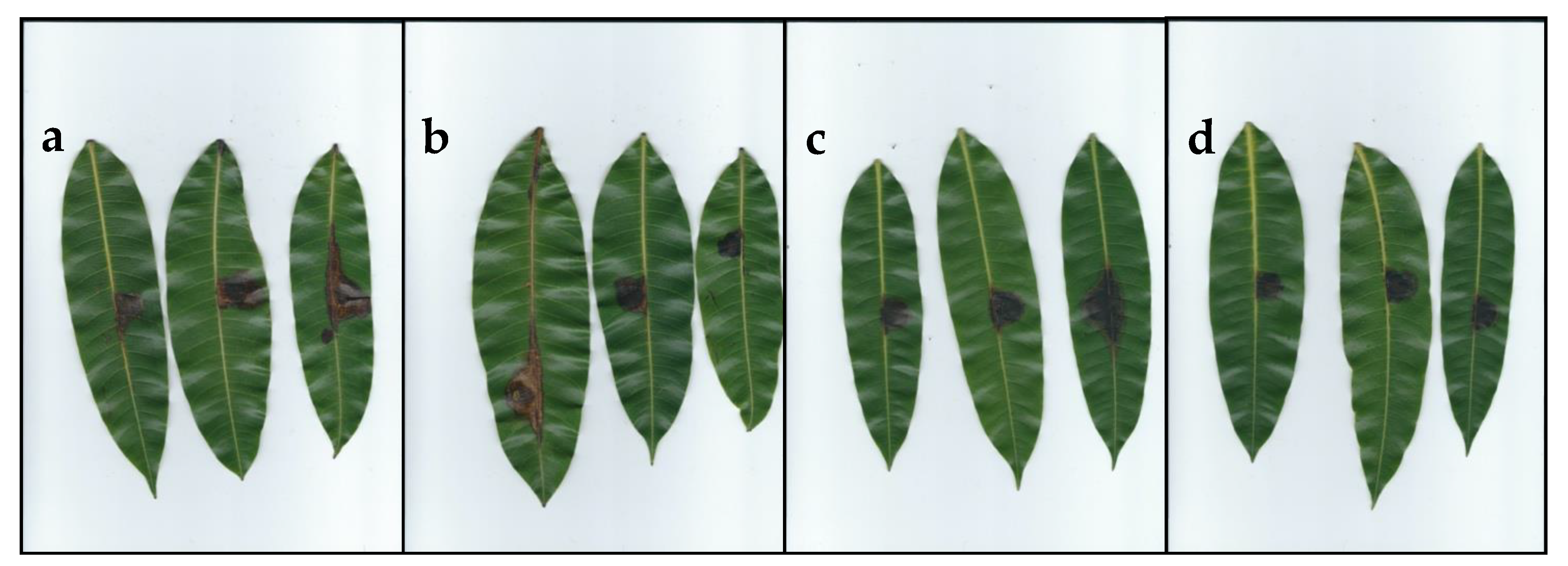 Pathogens 09 00788 g006