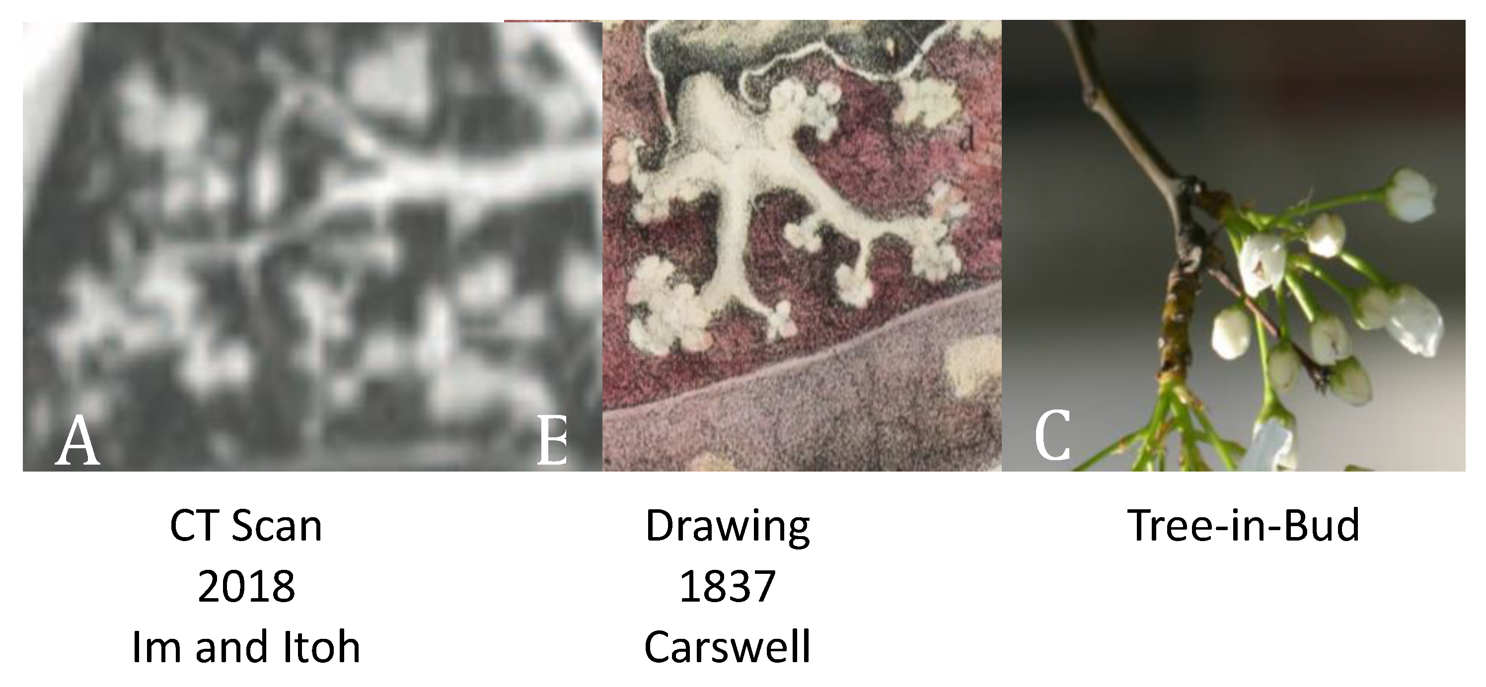 Pathogens 09 00813 g003