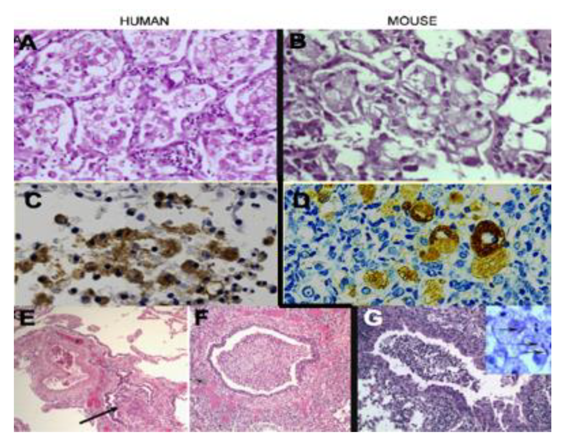 Pathogens 09 00813 g008