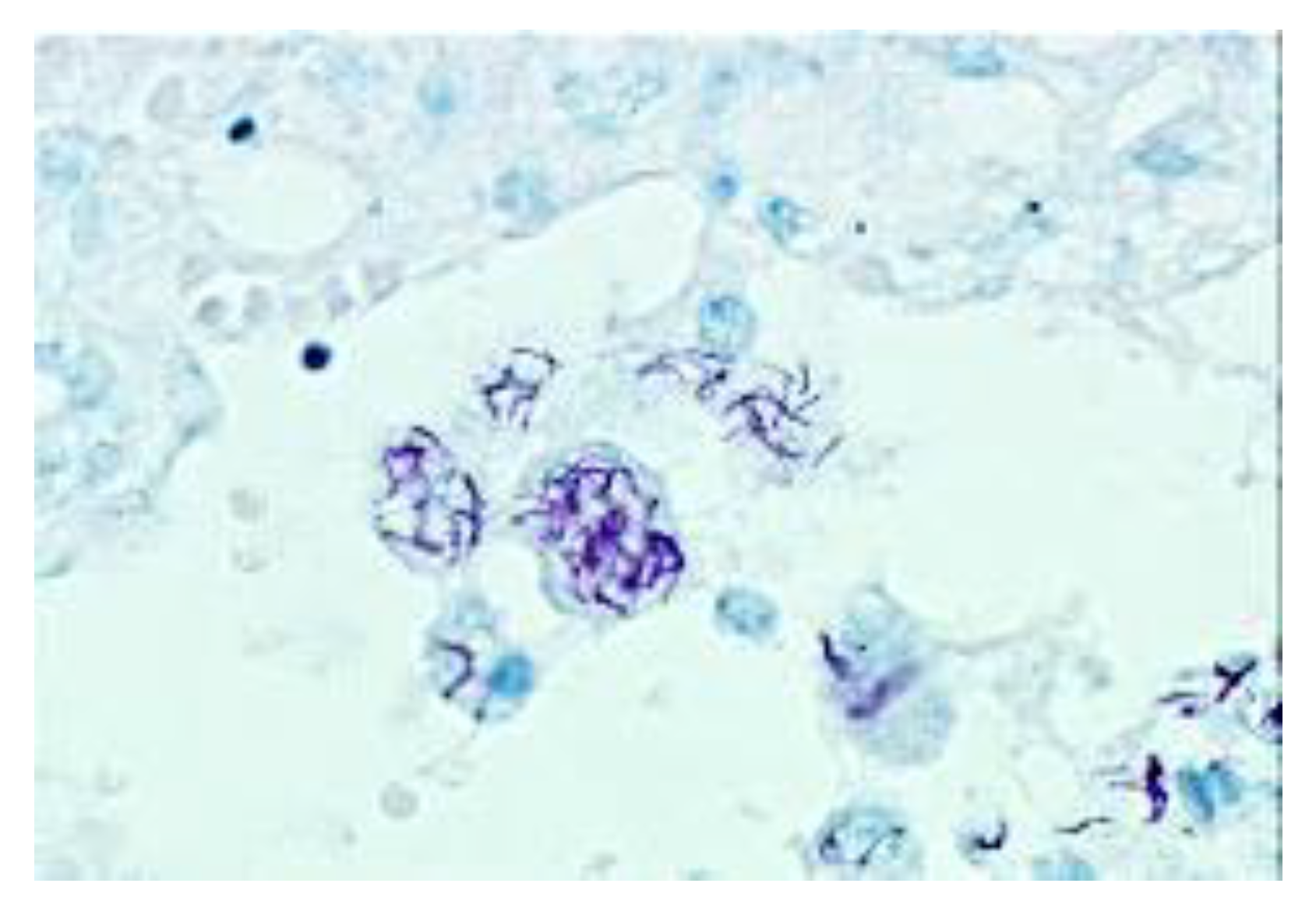 Pathogens 09 00813 g009