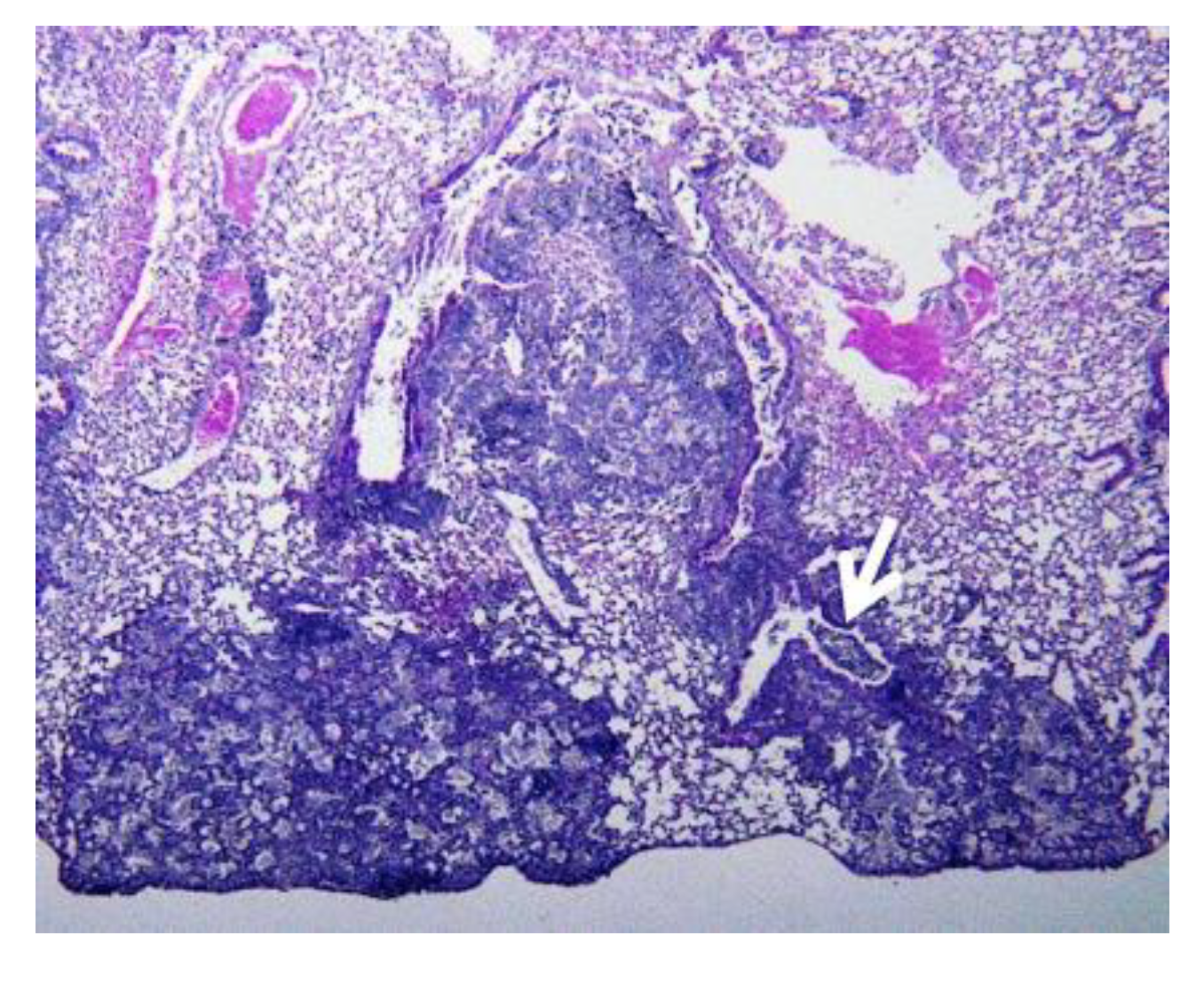 Pathogens 09 00813 g010