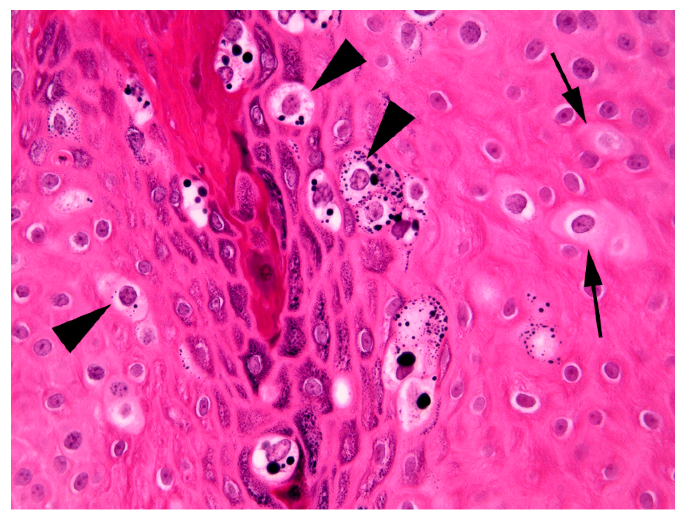 Pathogens 09 00816 g003 Pathogens 09 00816 g003