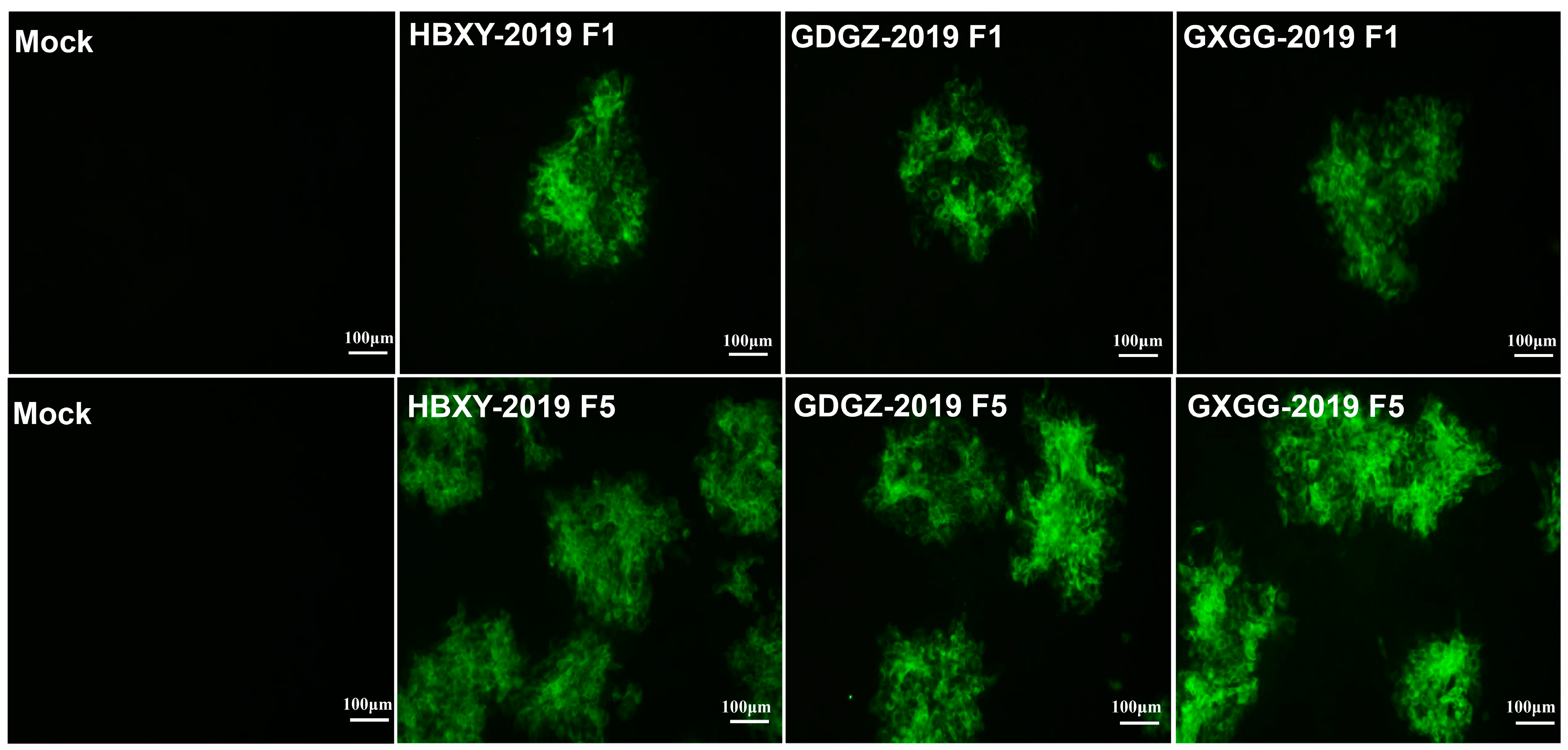 Pathogens 09 00821 g001 Pathogens 09 00821 g001
