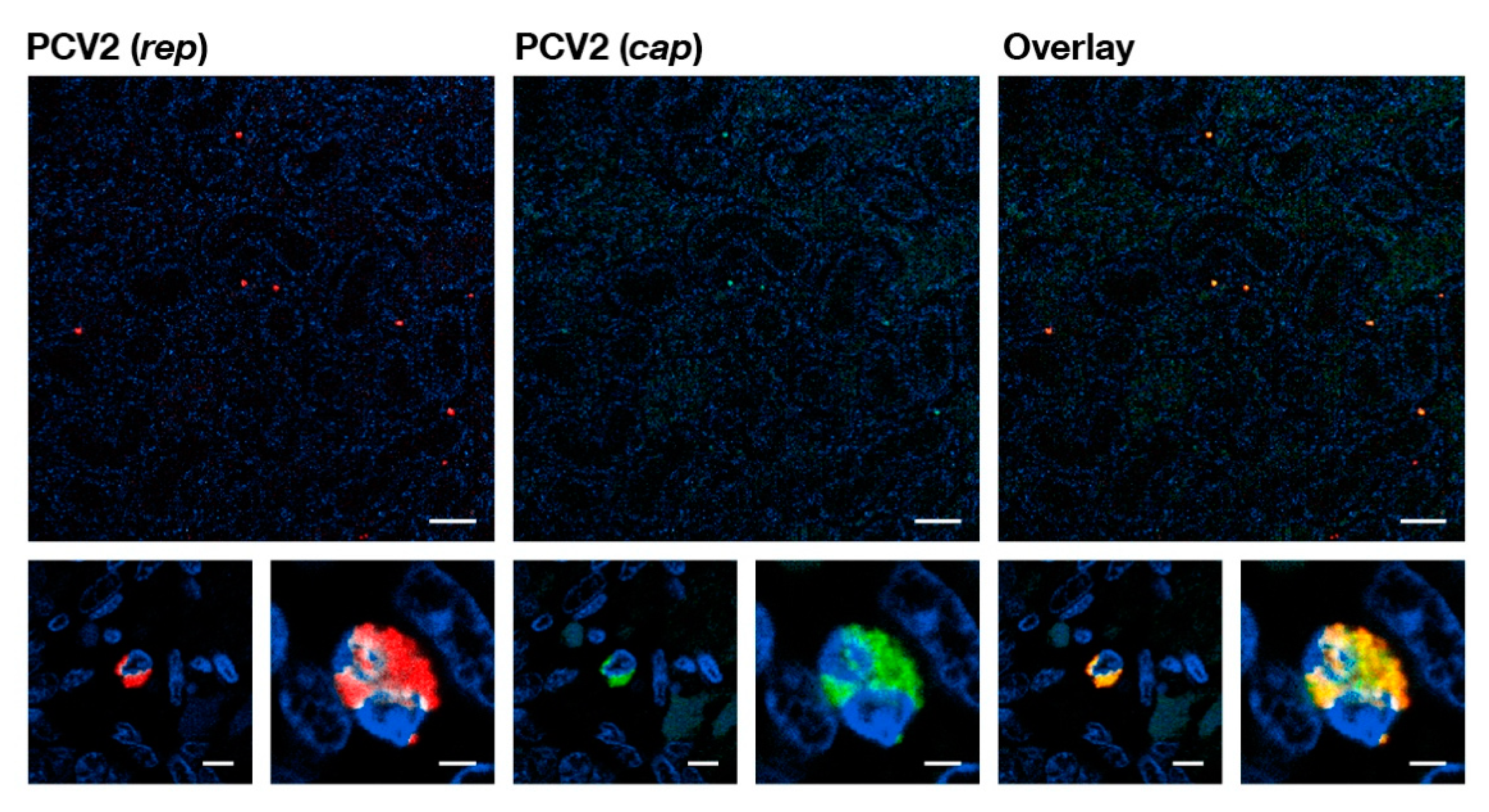 Pathogens 09 00839 g001