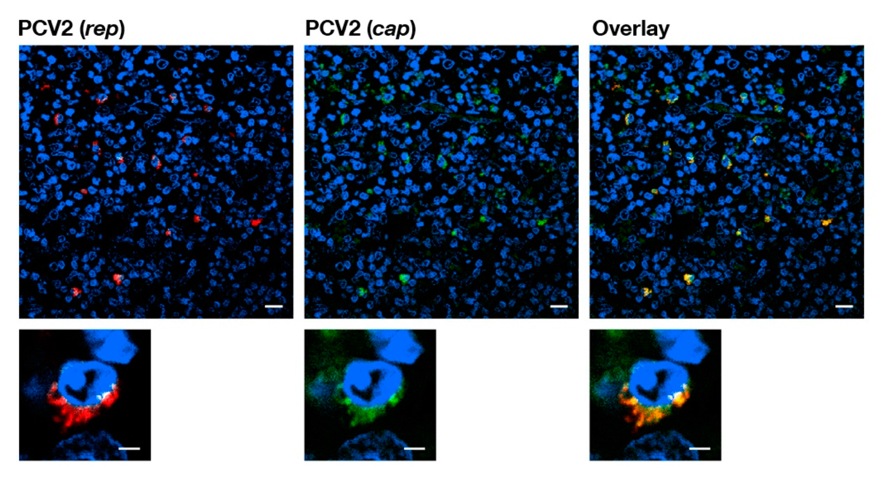 Pathogens 09 00839 g002