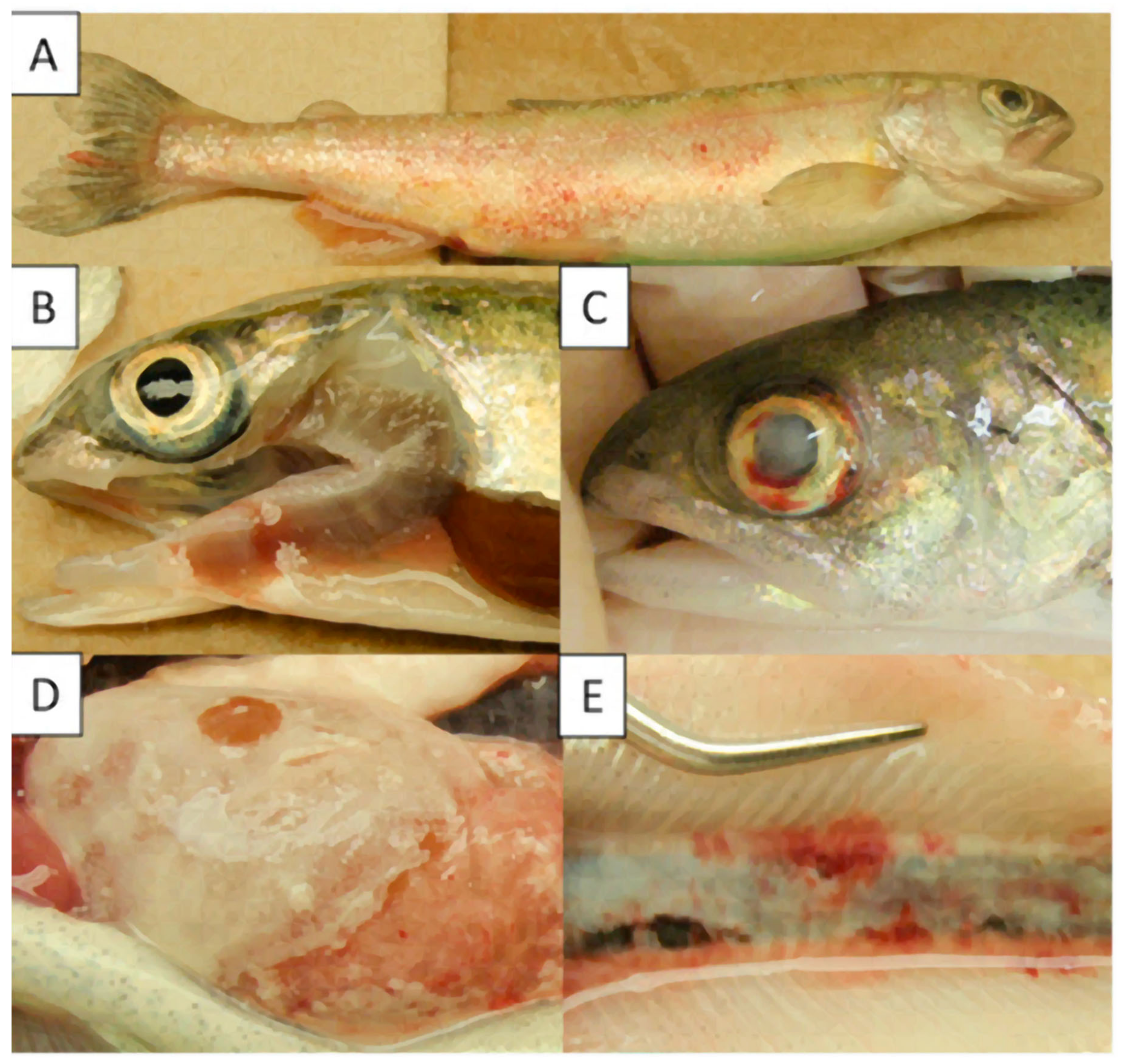 Pathogens 09 00845 g001