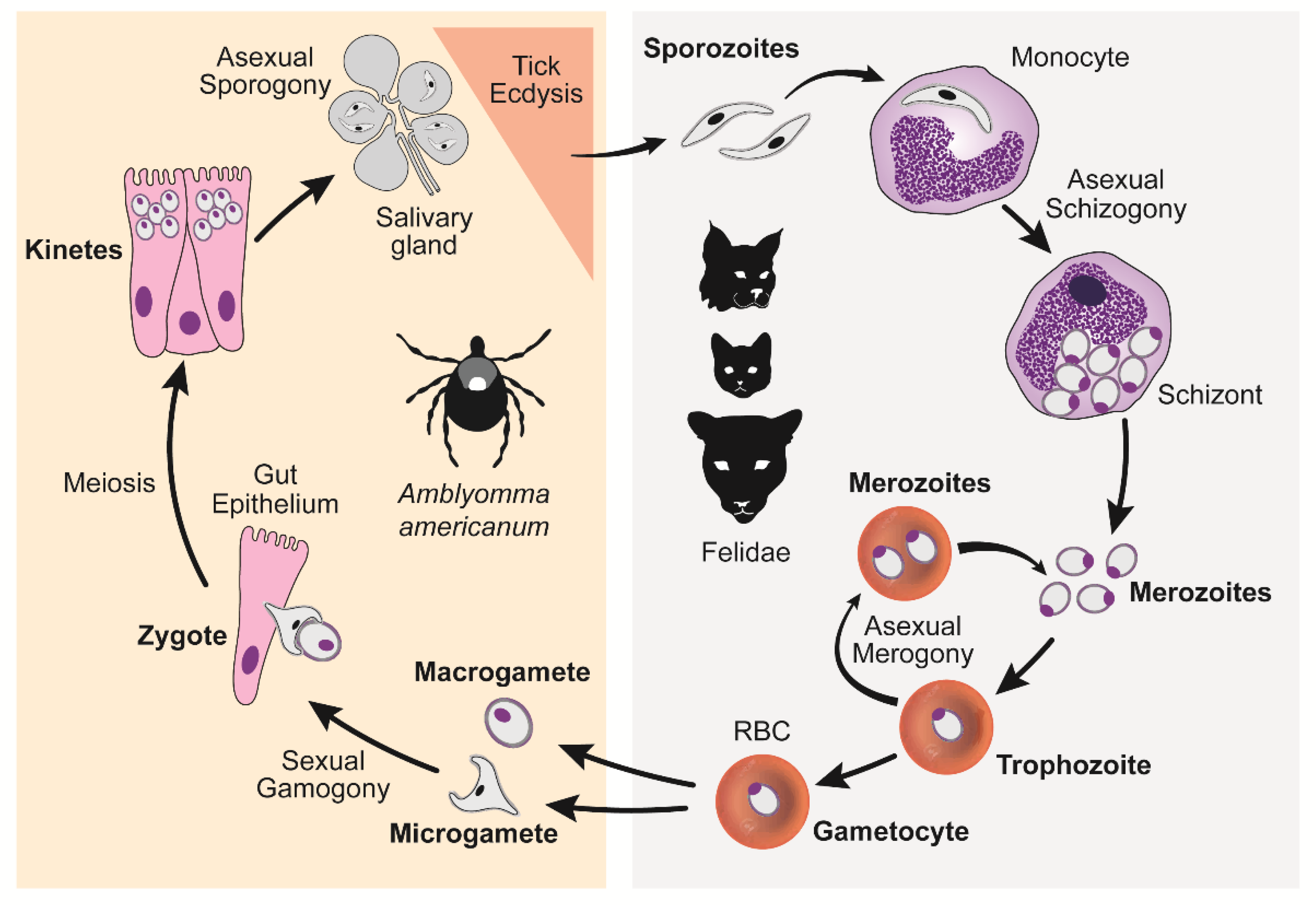 Pathogens 09 00854 g001 Pathogens 09 00854 g001