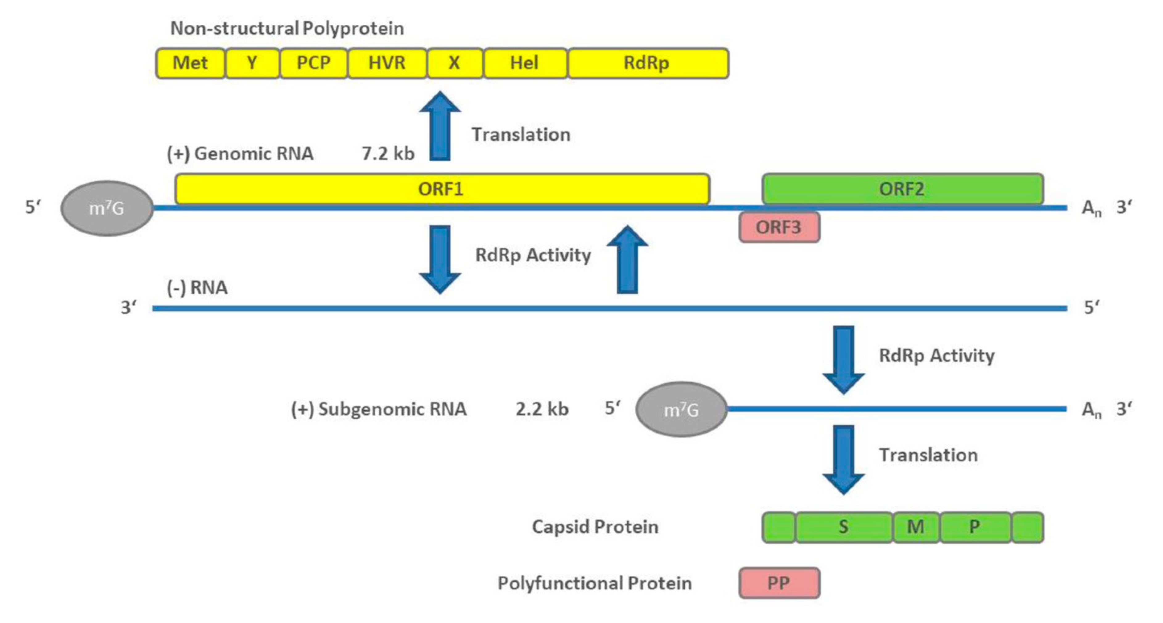 Pathogens 09 00856 g001