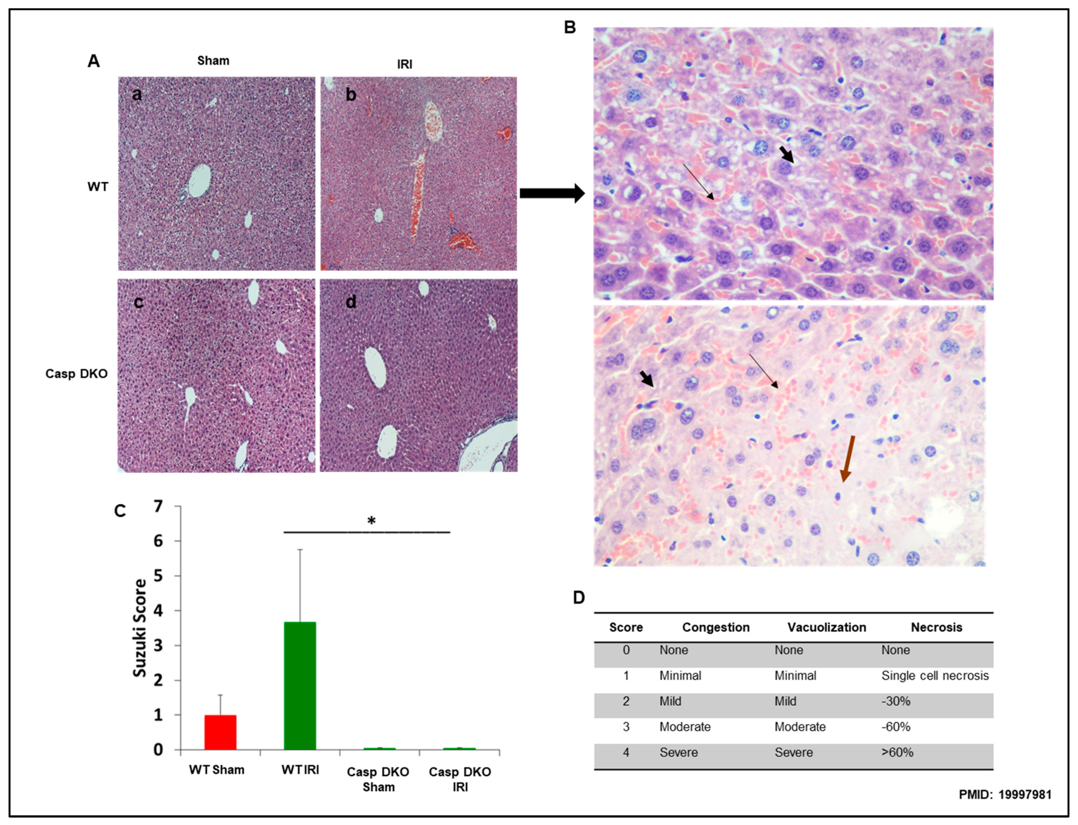 Pathogens 09 00879 g007