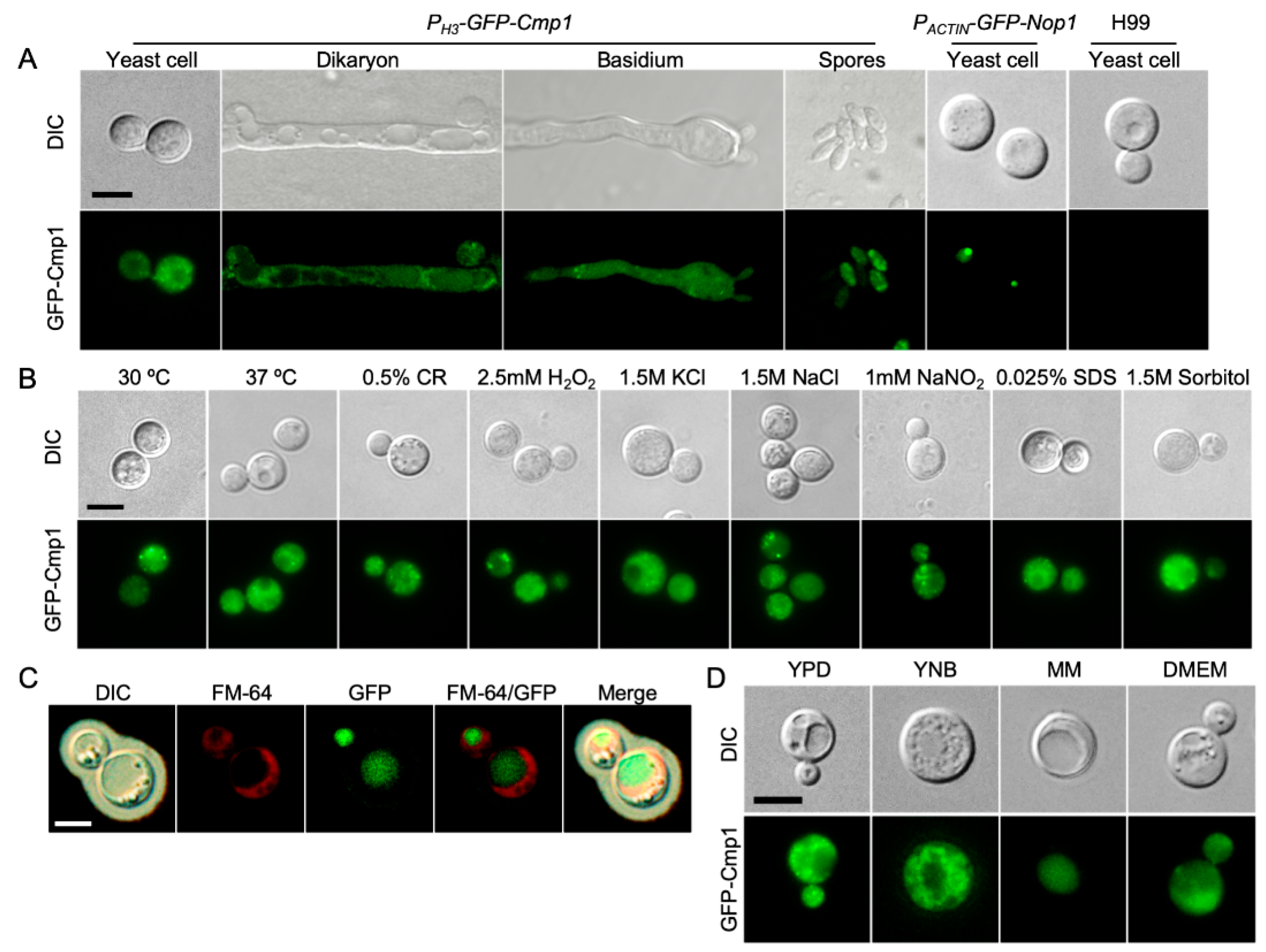 Pathogens 09 00881 g003