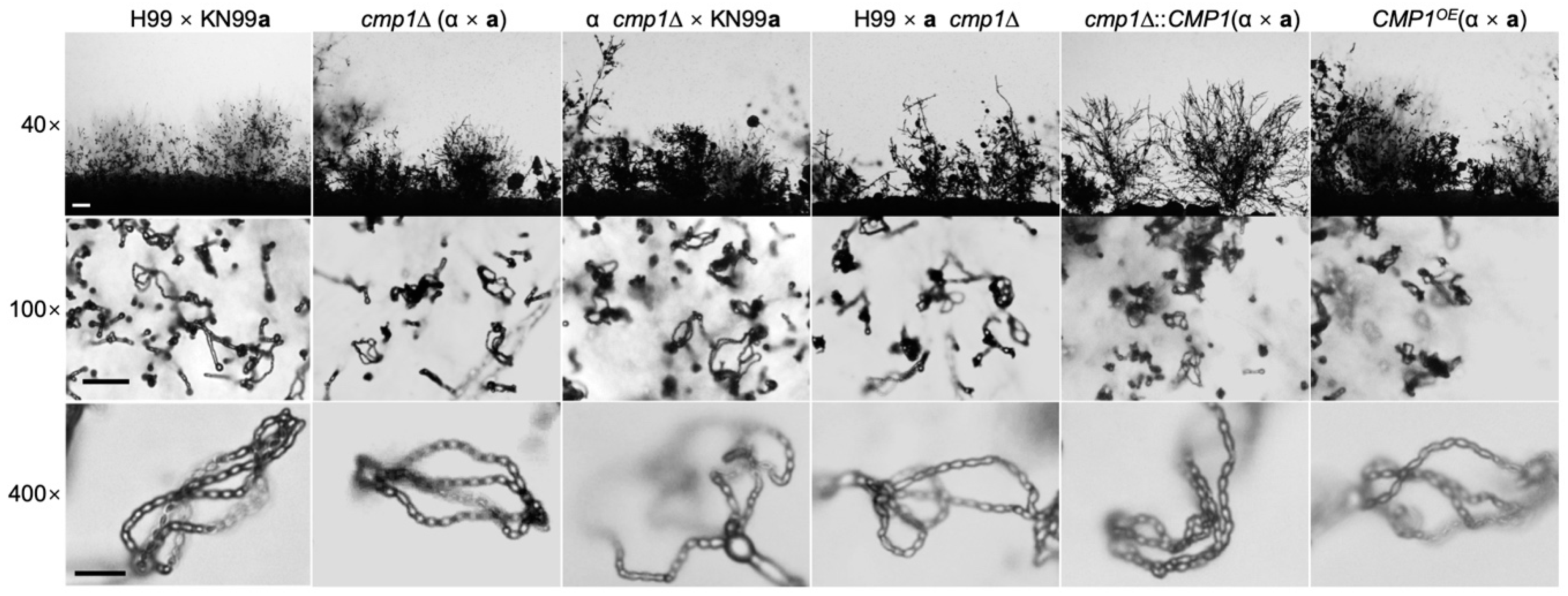 Pathogens 09 00881 g007