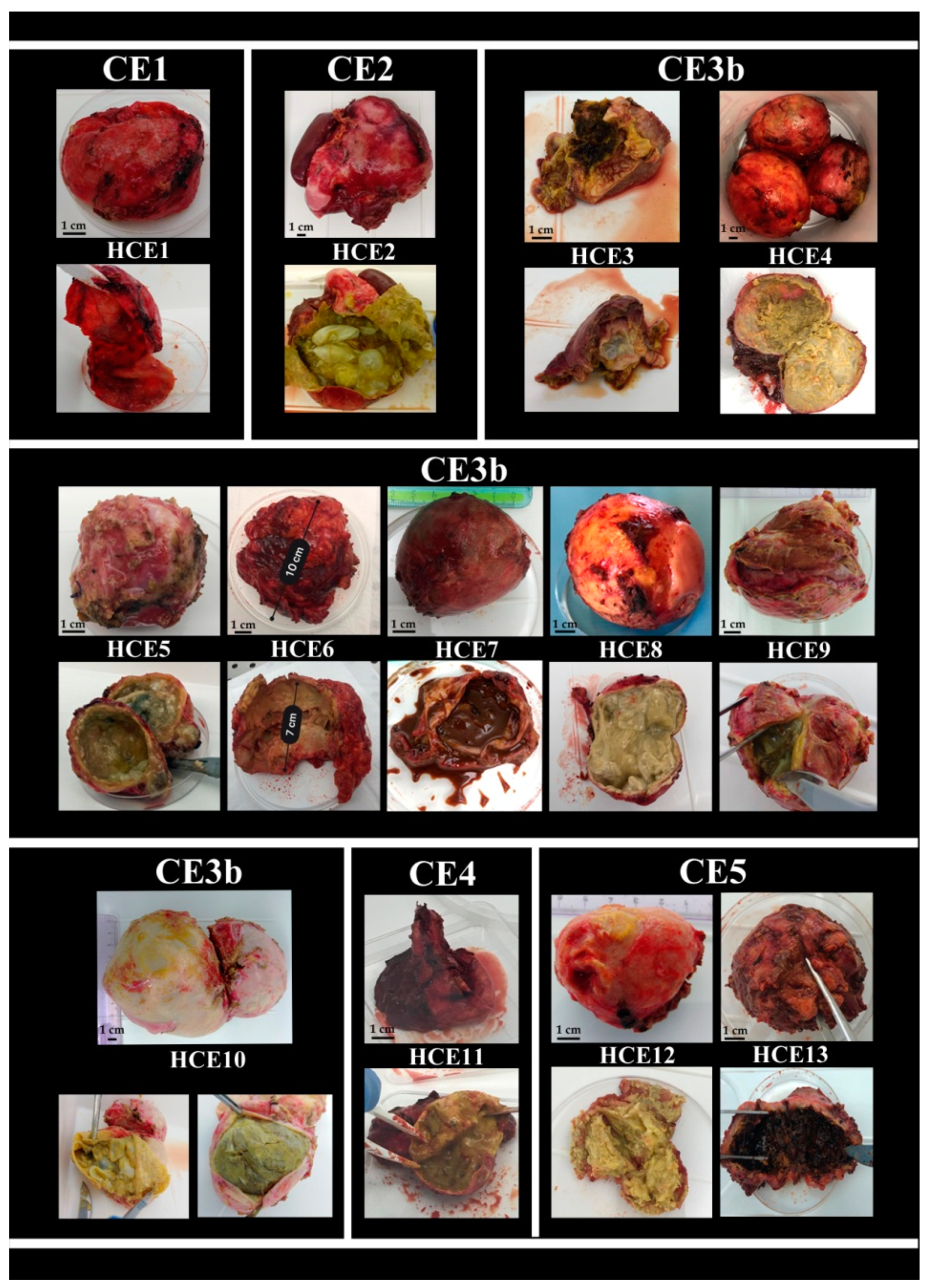 Pathogens 09 00907 g001 Pathogens 09 00907 g001