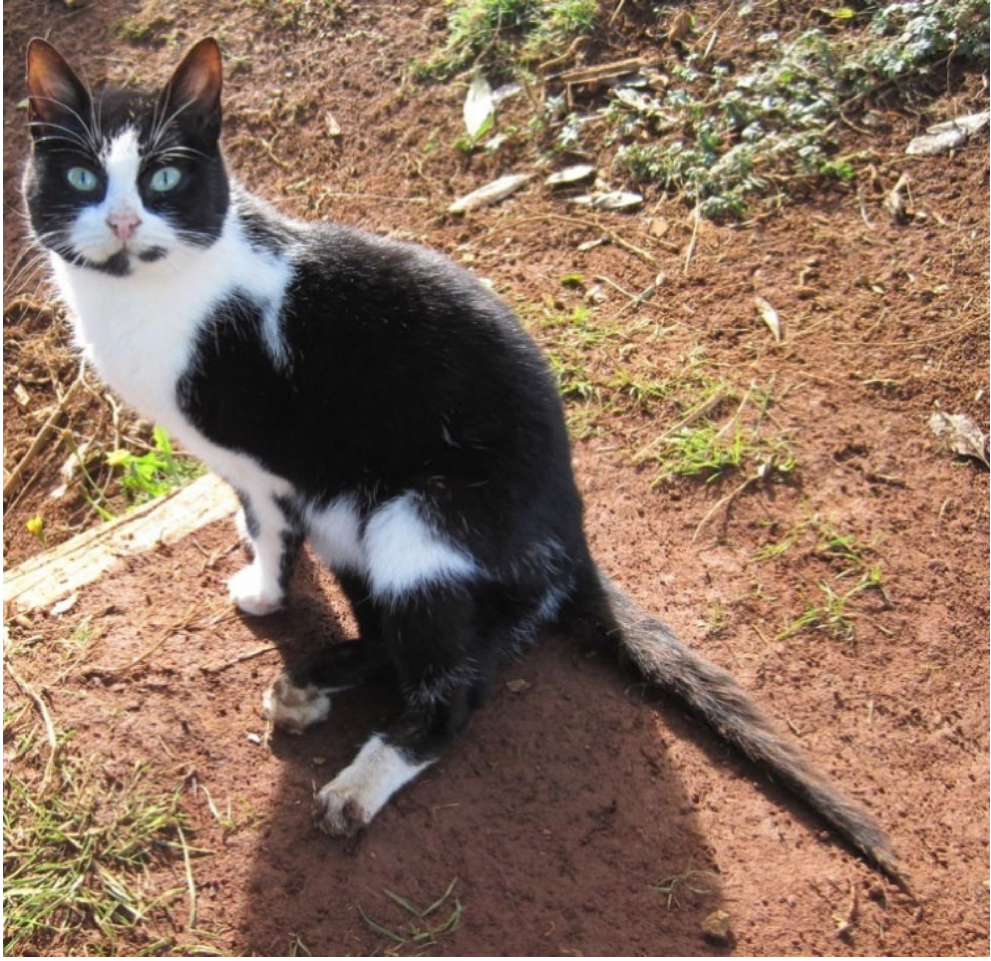 Pathogens 09 00921 g001 Pathogens 09 00921 g001