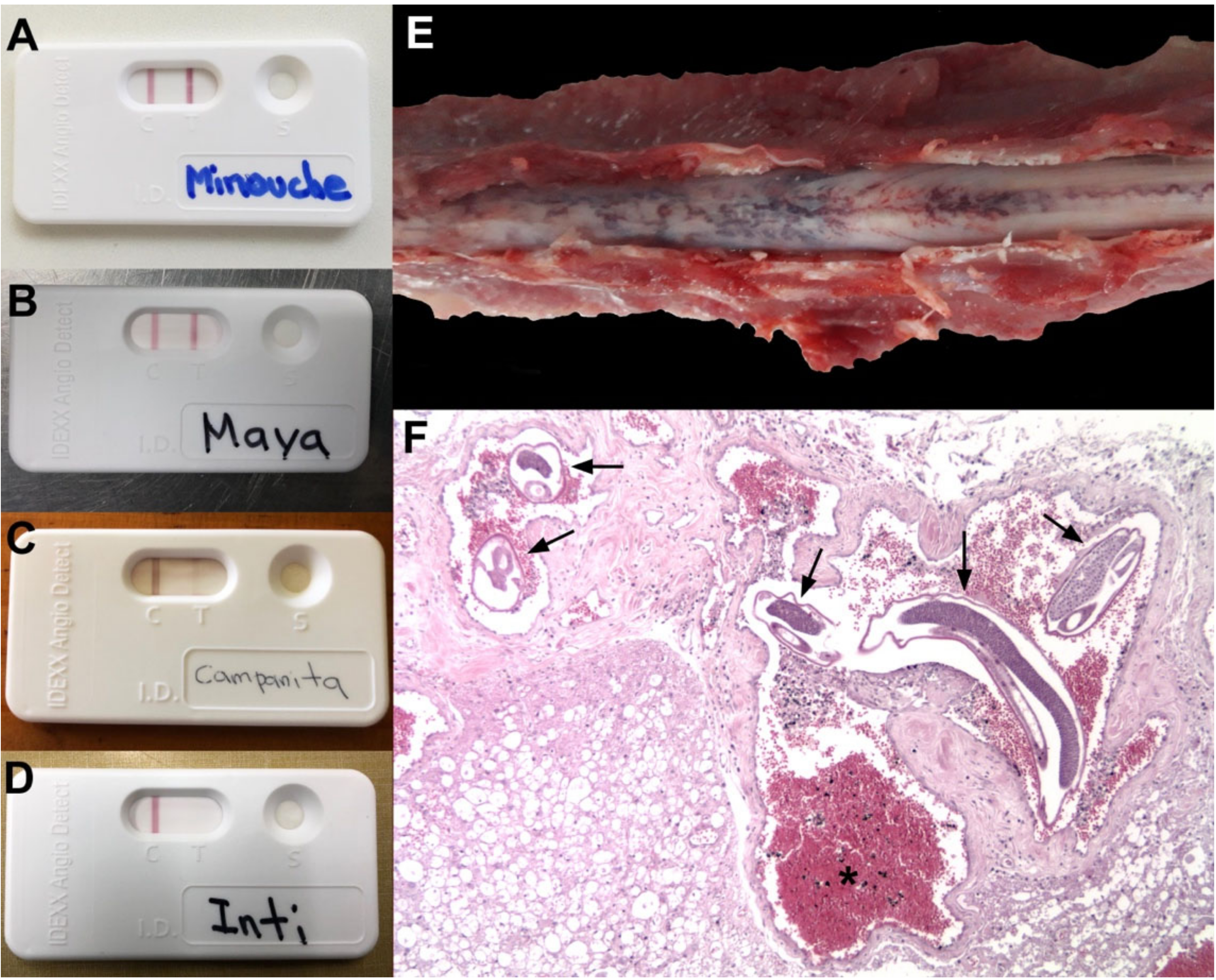 Pathogens 09 00921 g003 Pathogens 09 00921 g003