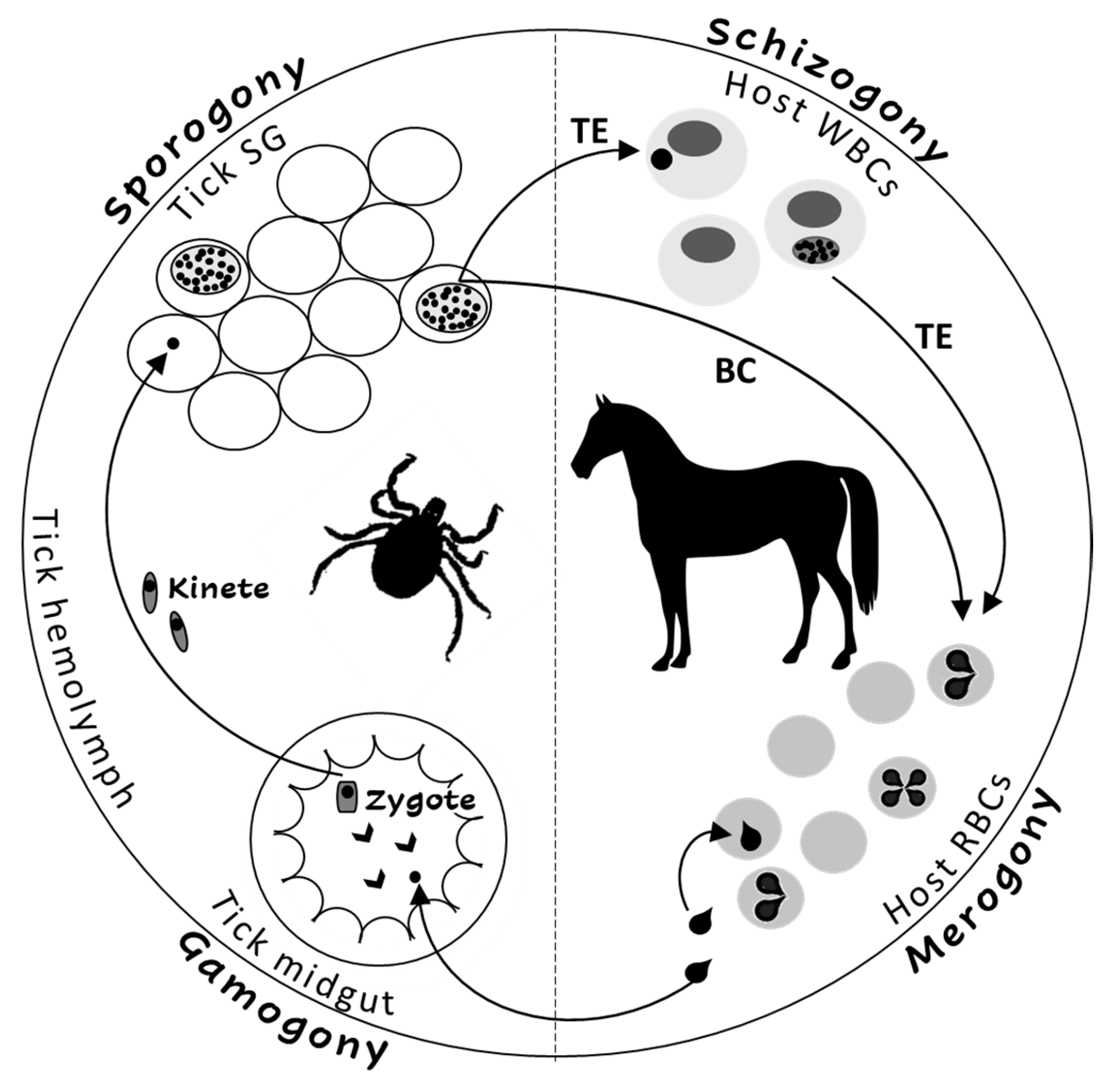 Pathogens 09 00926 g001 Pathogens 09 00926 g001