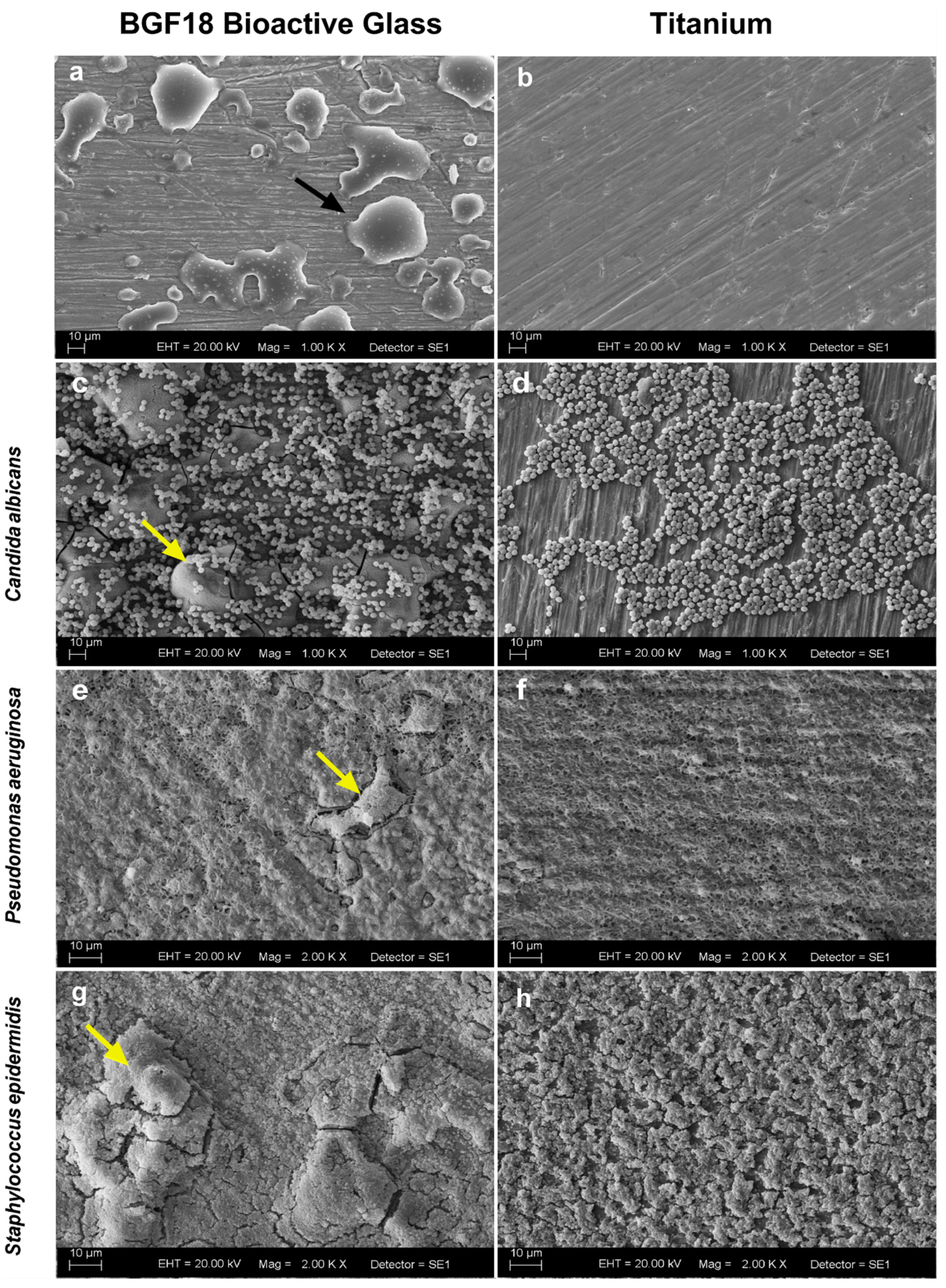 Pathogens 09 00927 g001