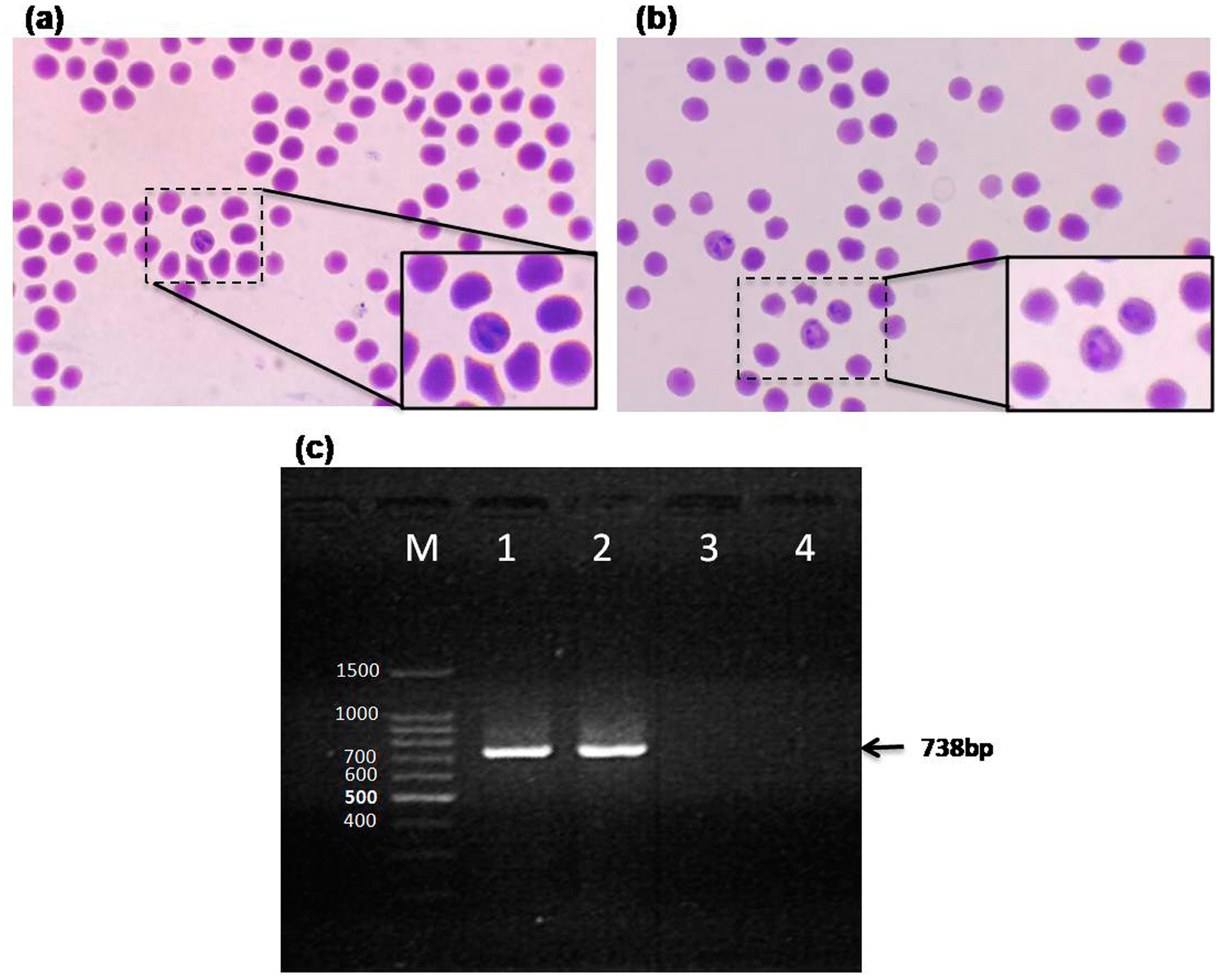 Pathogens 09 00936 g001