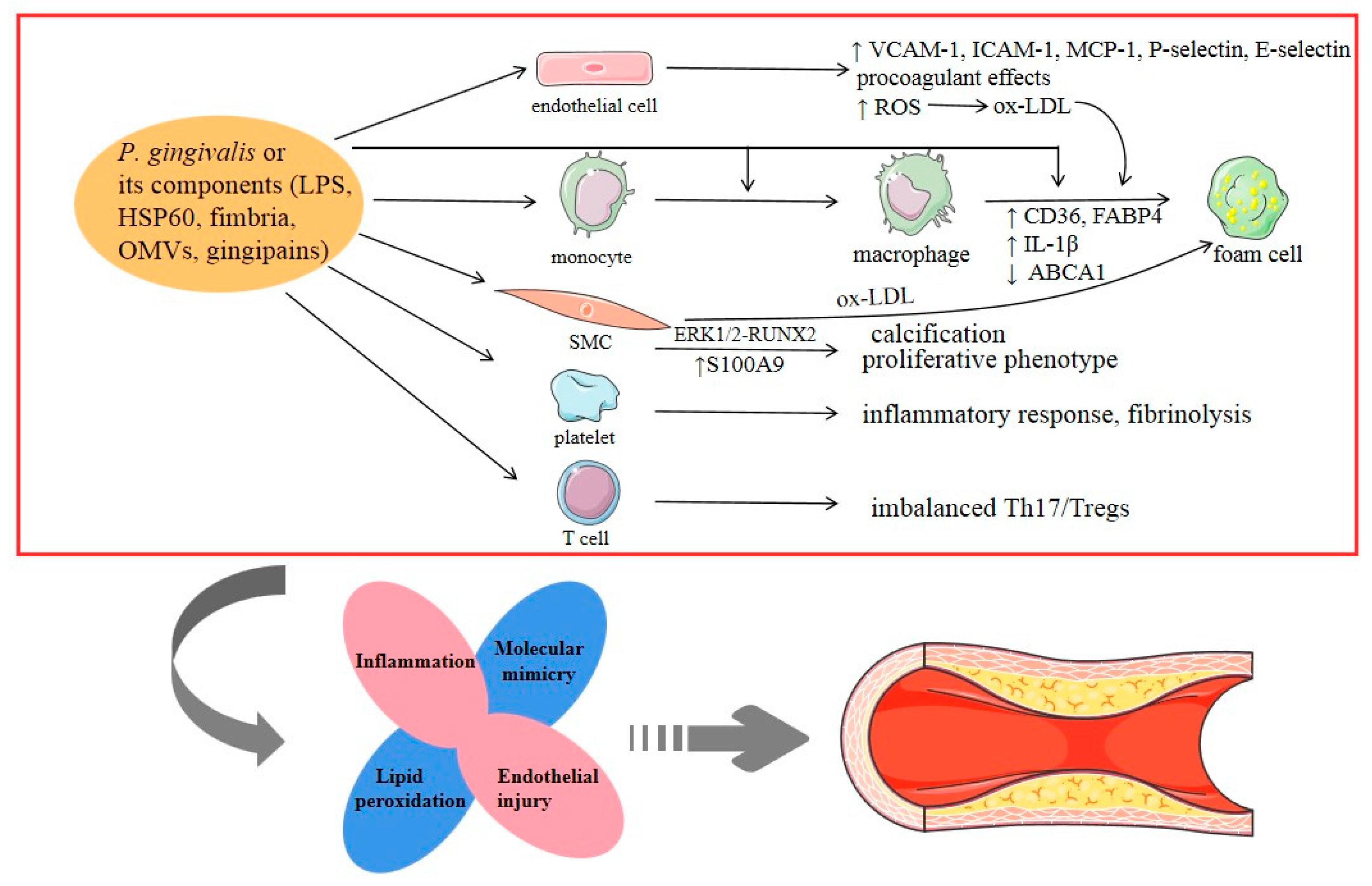 Pathogens 09 00944 g001