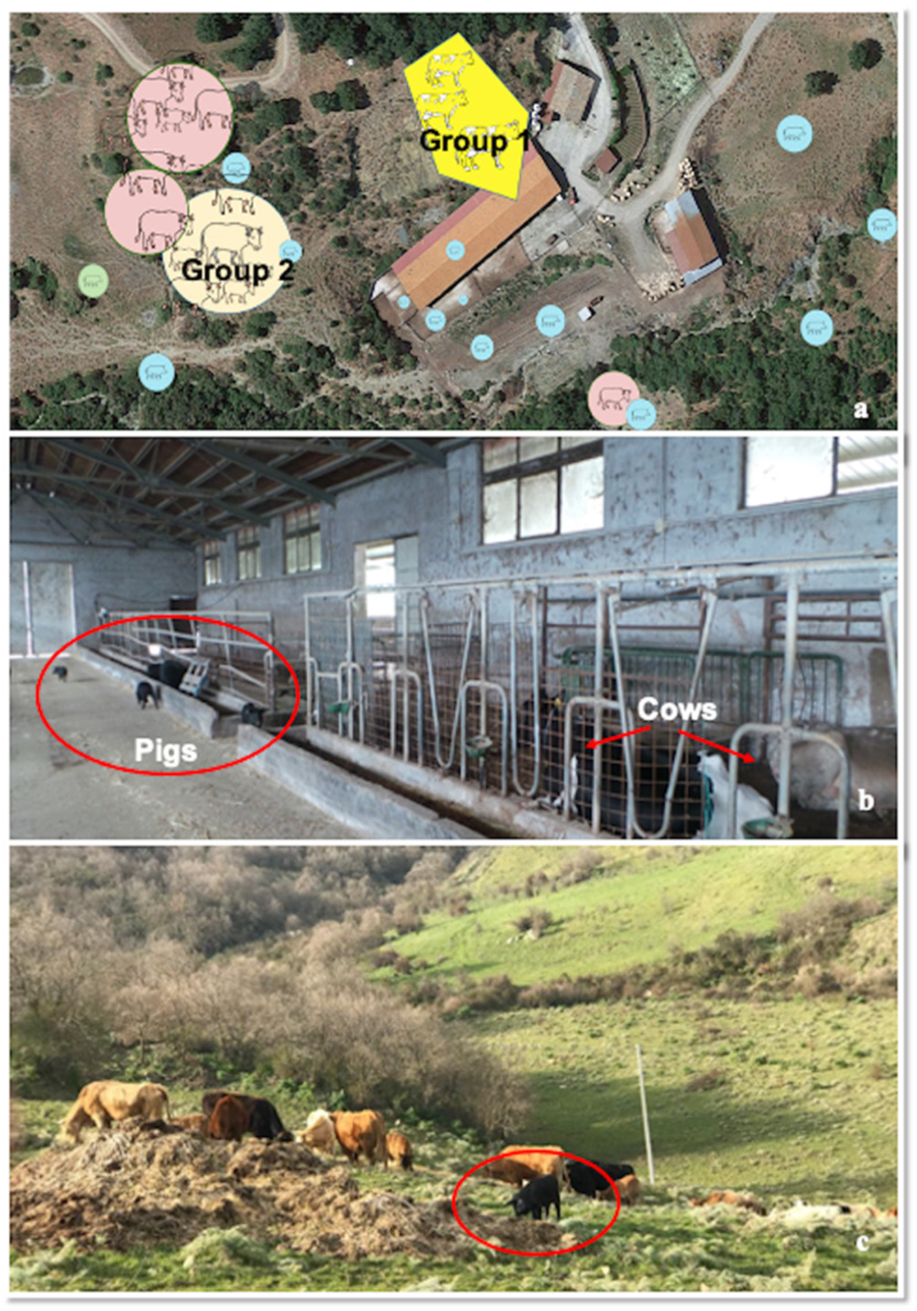 Pathogens 09 00954 g001 Pathogens 09 00954 g001