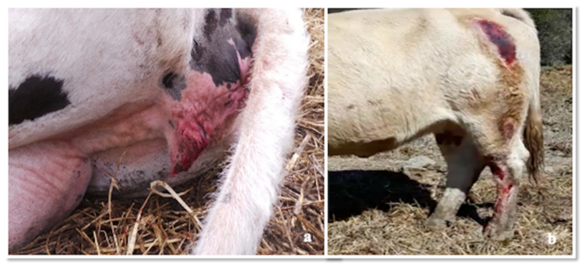 Pathogens 09 00954 g003 Pathogens 09 00954 g003