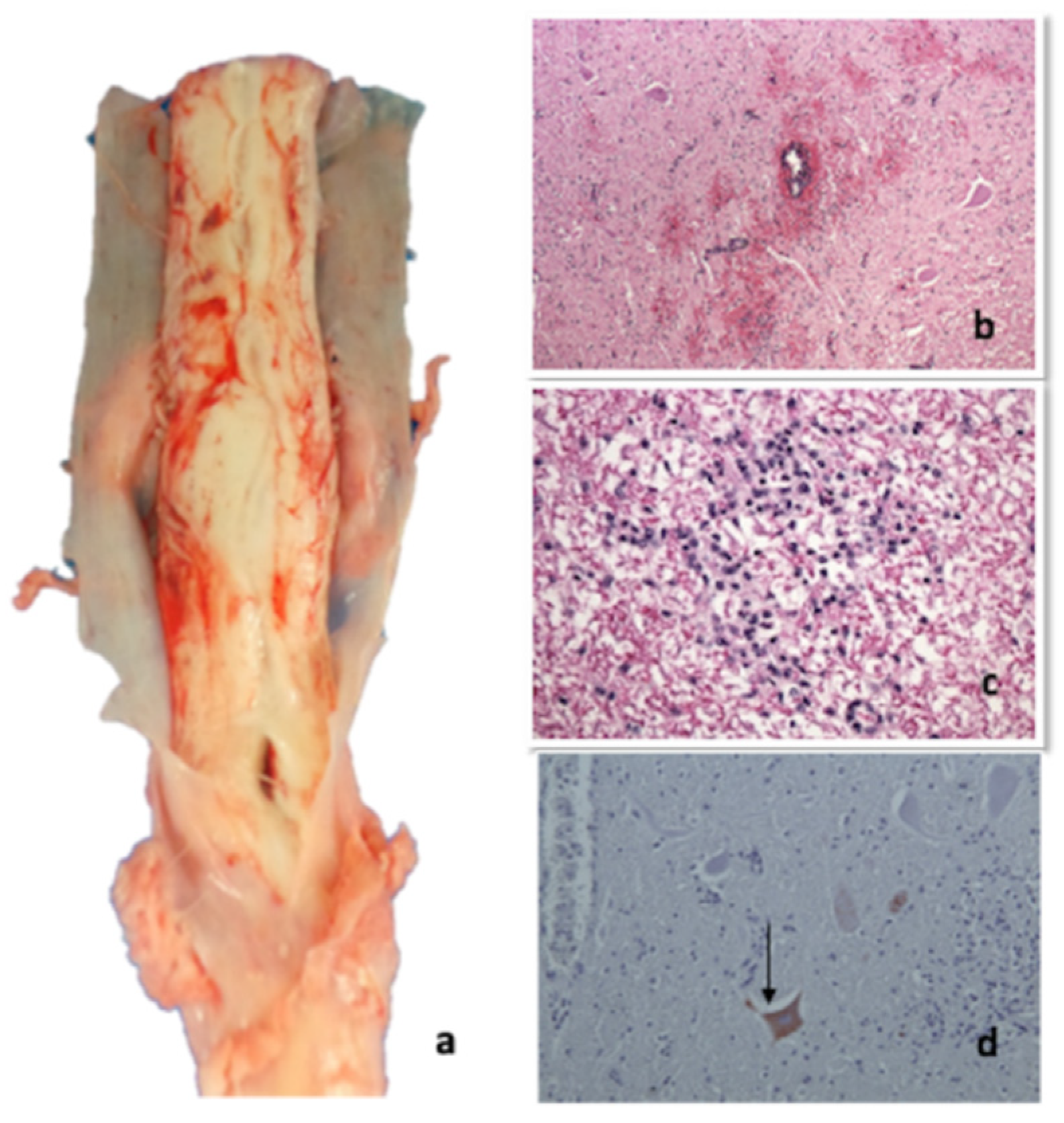 Pathogens 09 00954 g006 Pathogens 09 00954 g006