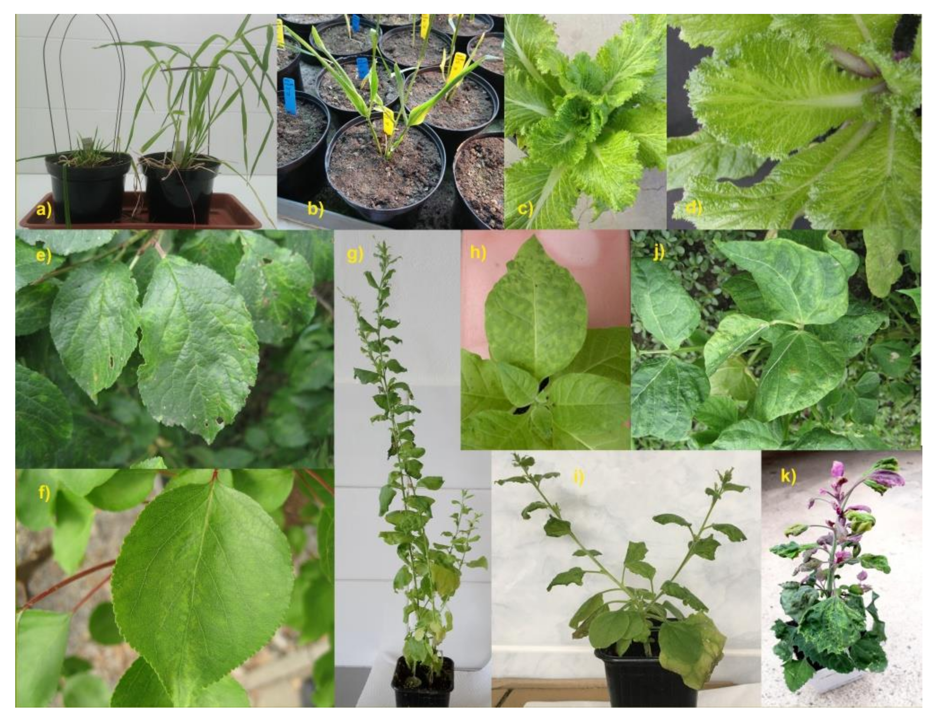 Pathogens 09 00966 g002