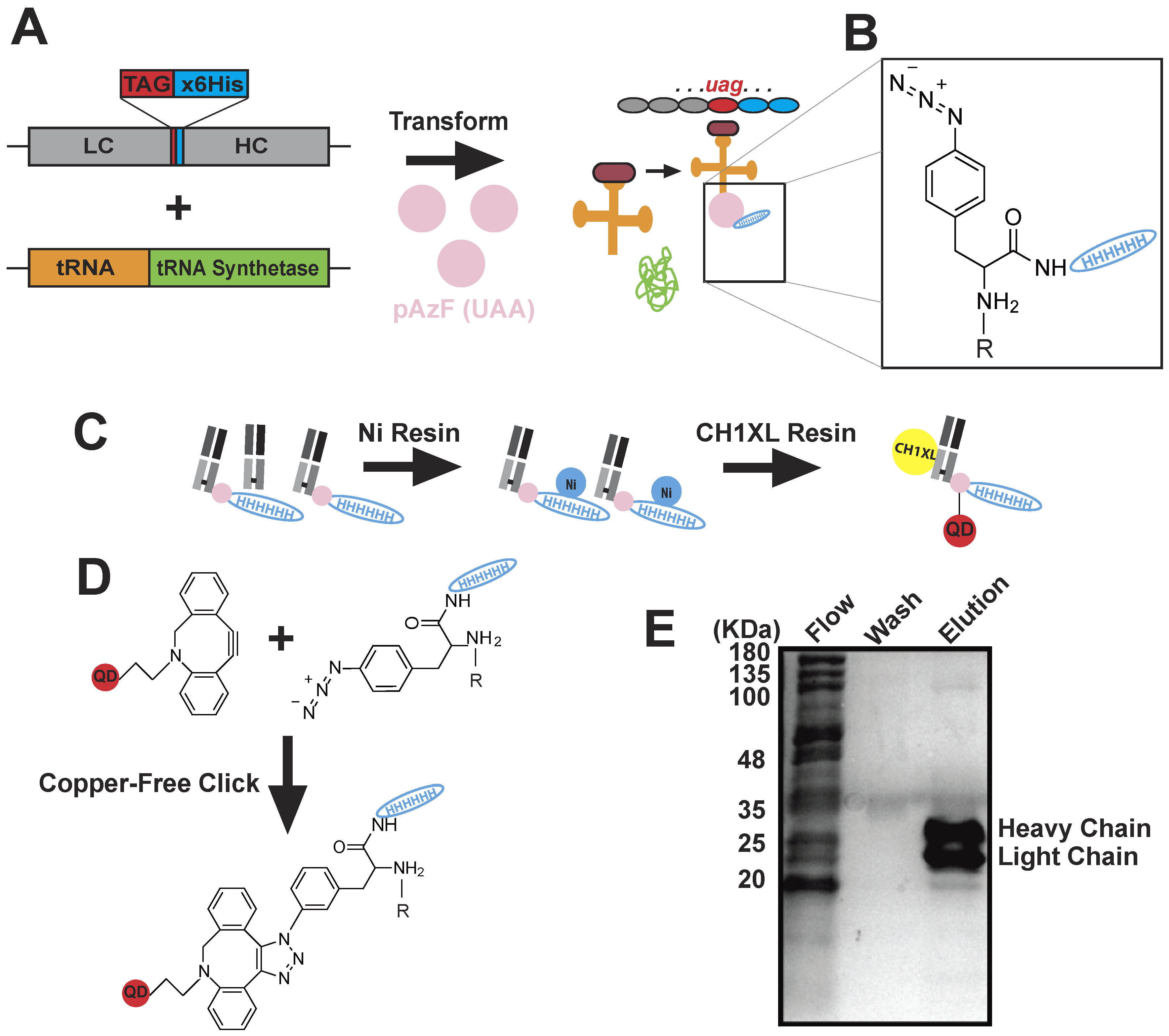 Pathogens 09 00972 g002