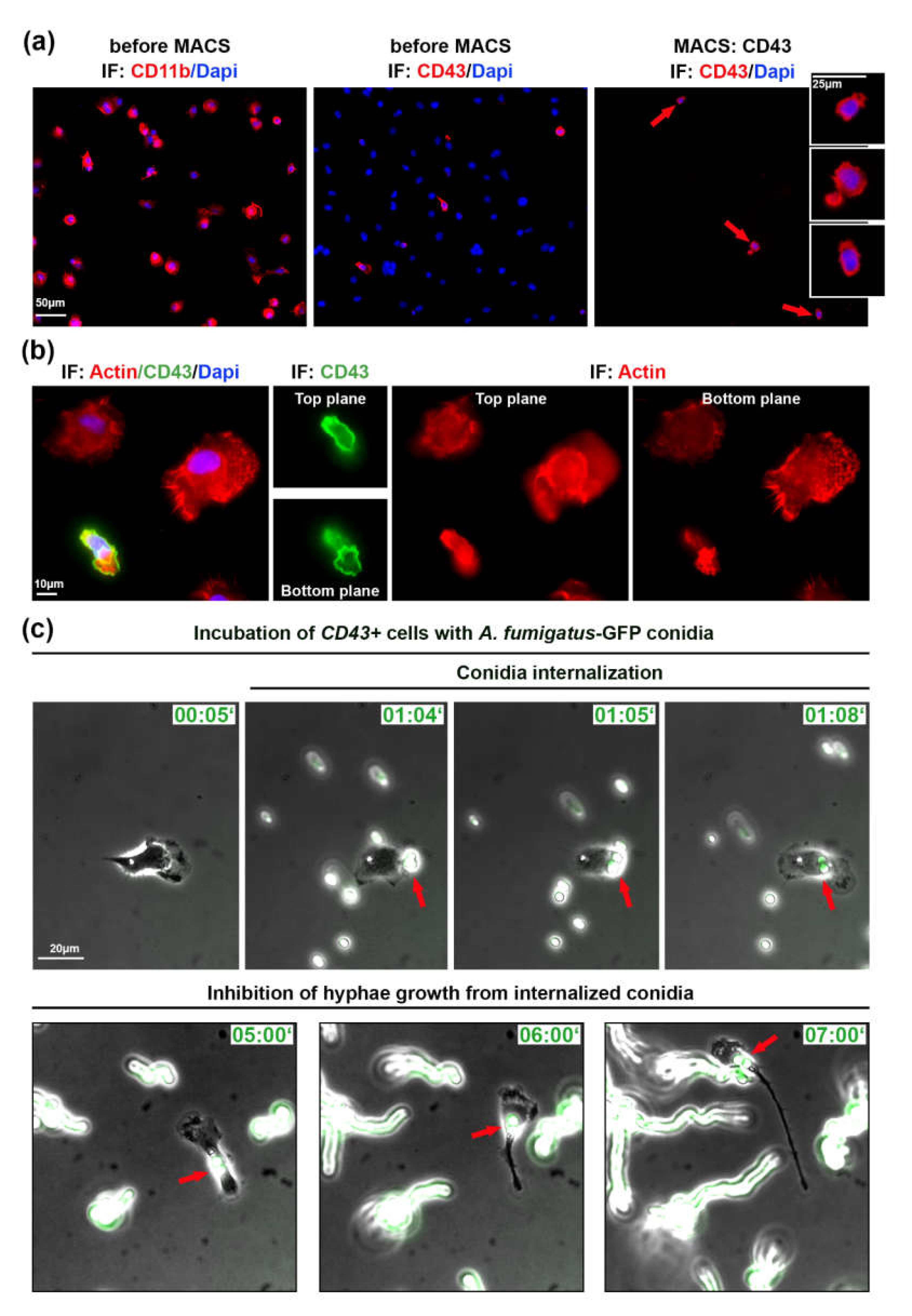 Pathogens 09 00983 g002