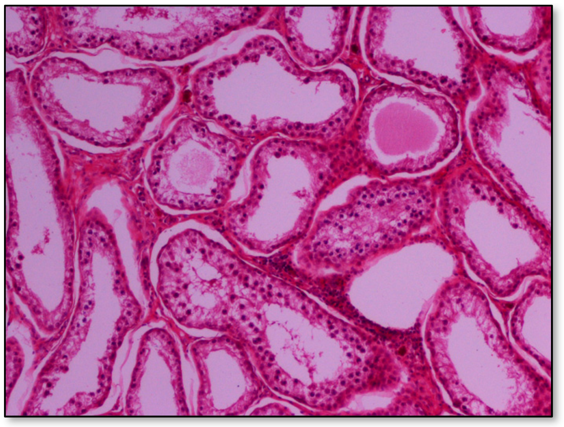 Pathogens 09 01004 g004