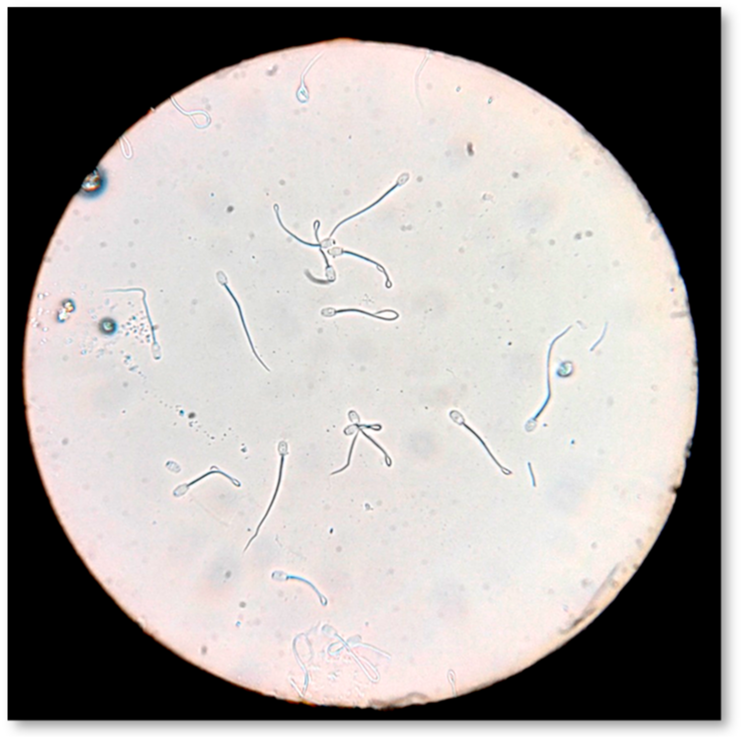 Pathogens 09 01004 g007