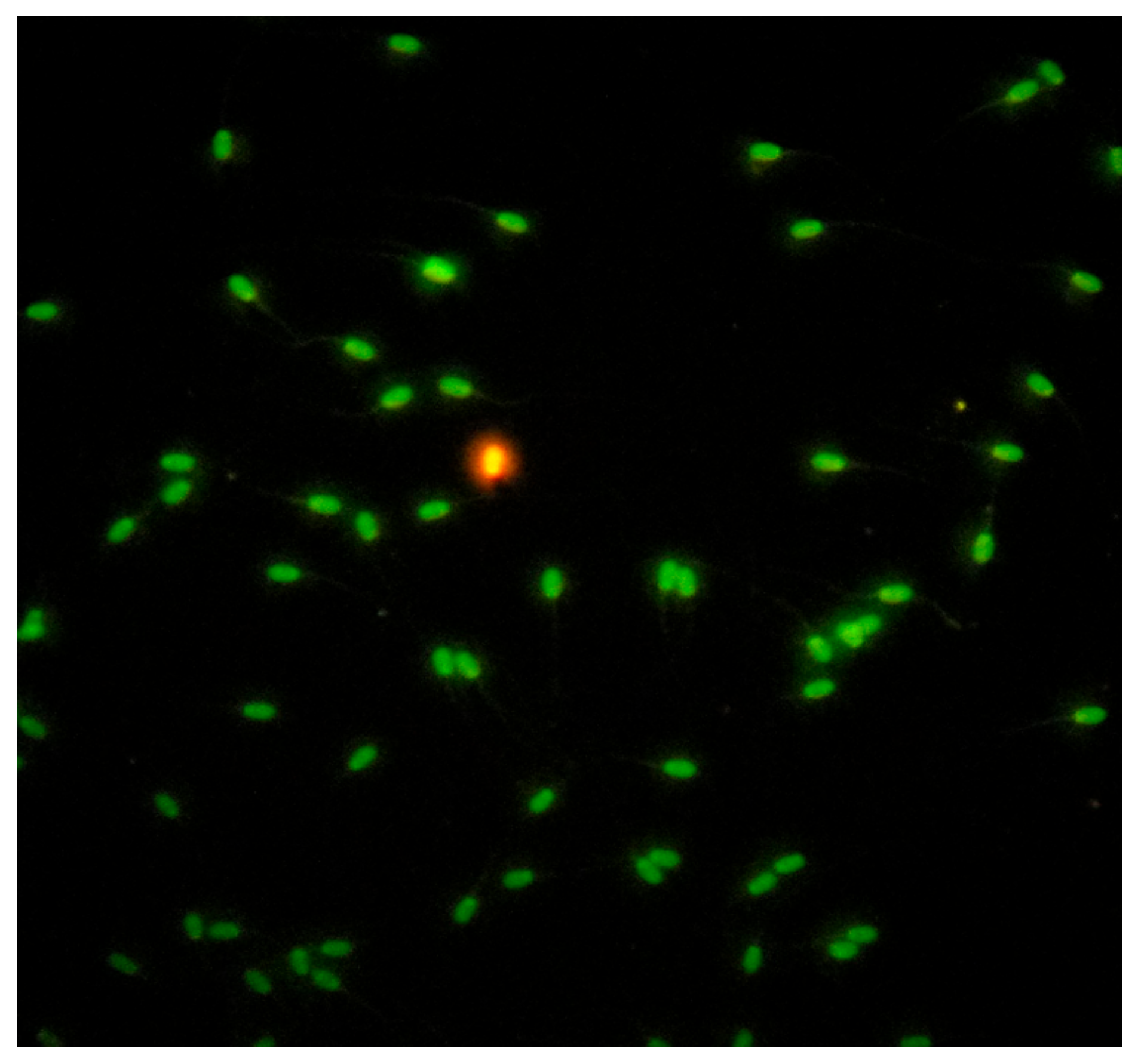 Pathogens 09 01004 g008