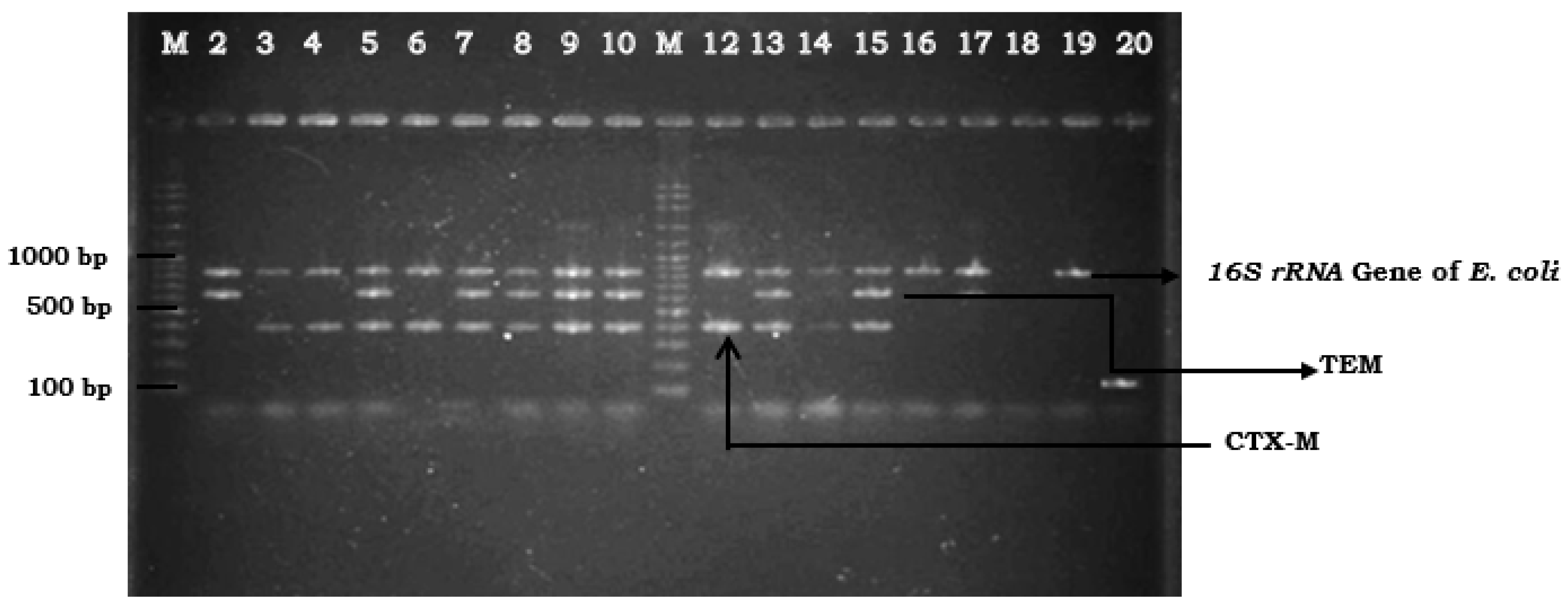 Pathogens 09 01007 g001