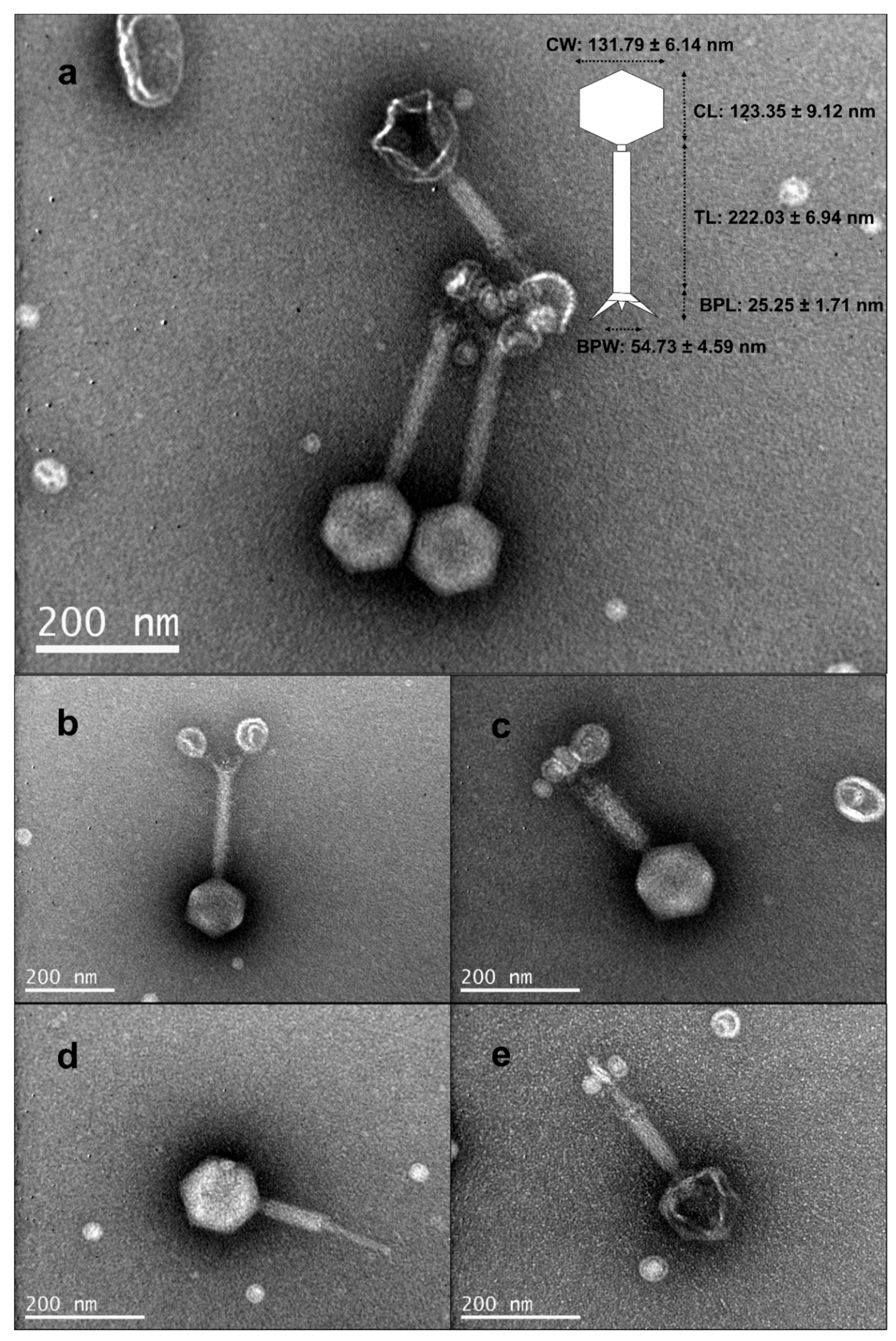 Pathogens 09 01051 g001 Pathogens 09 01051 g001