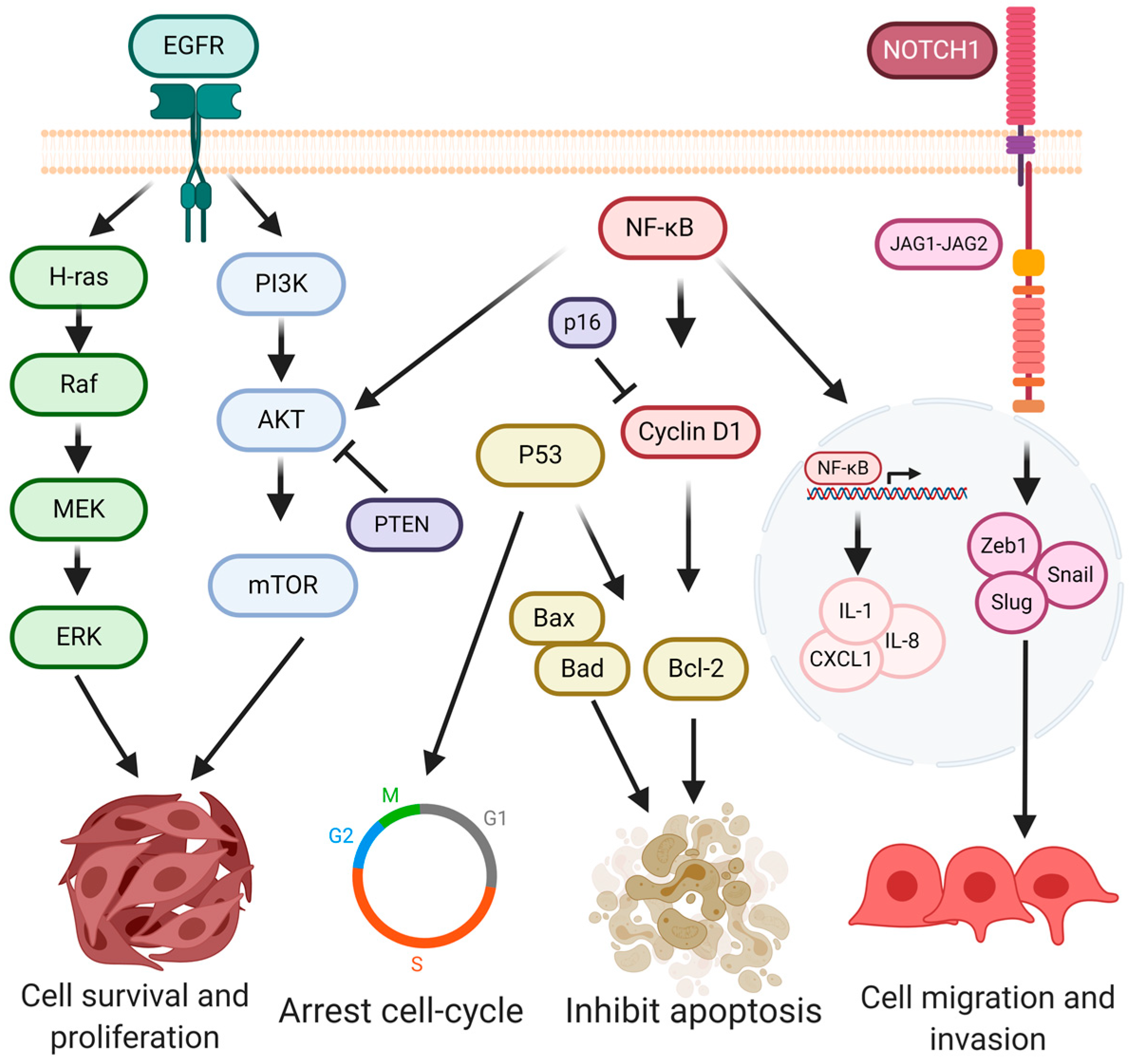 Pathogens 09 01059 g001