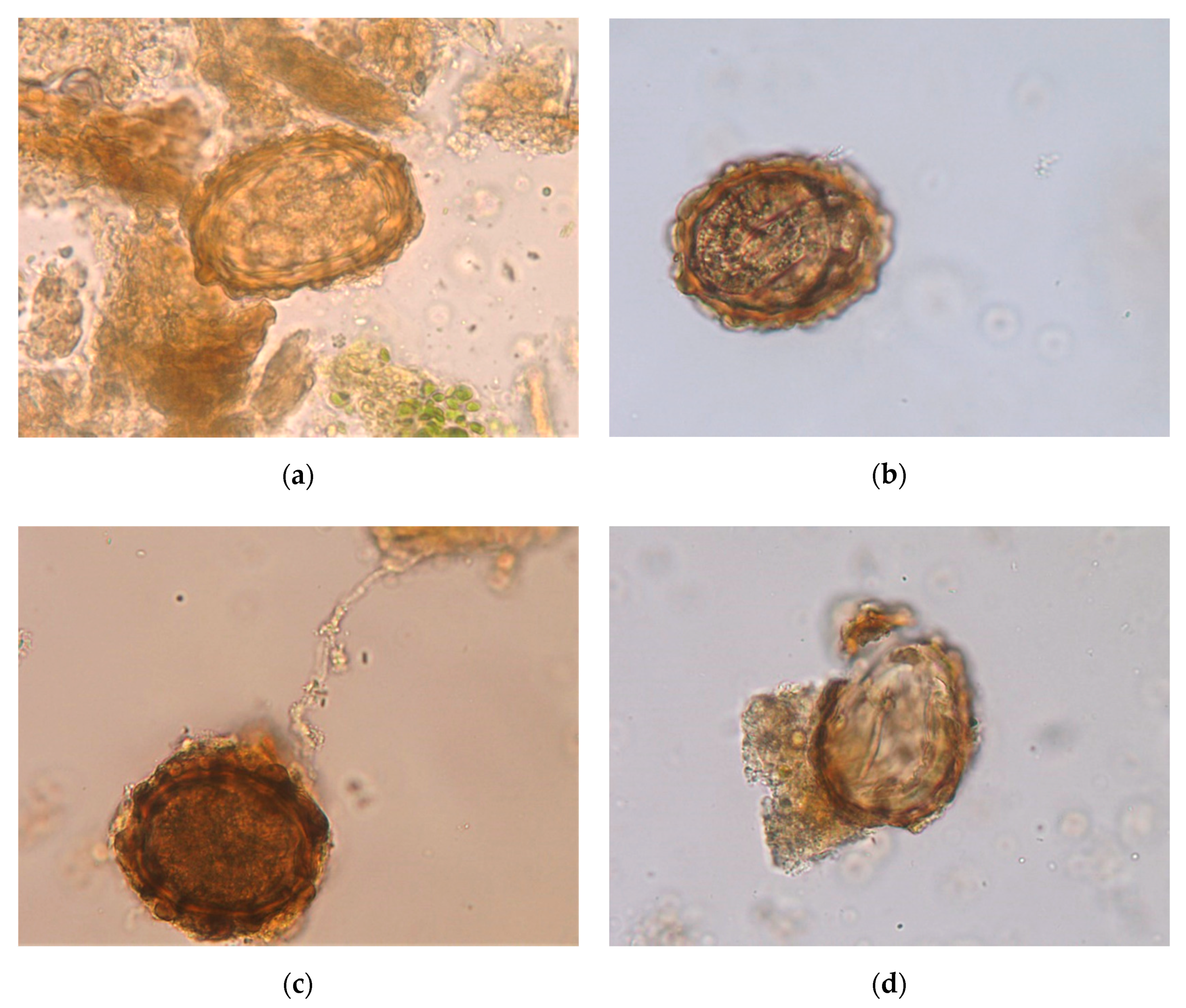 Pathogens 09 01071 g001