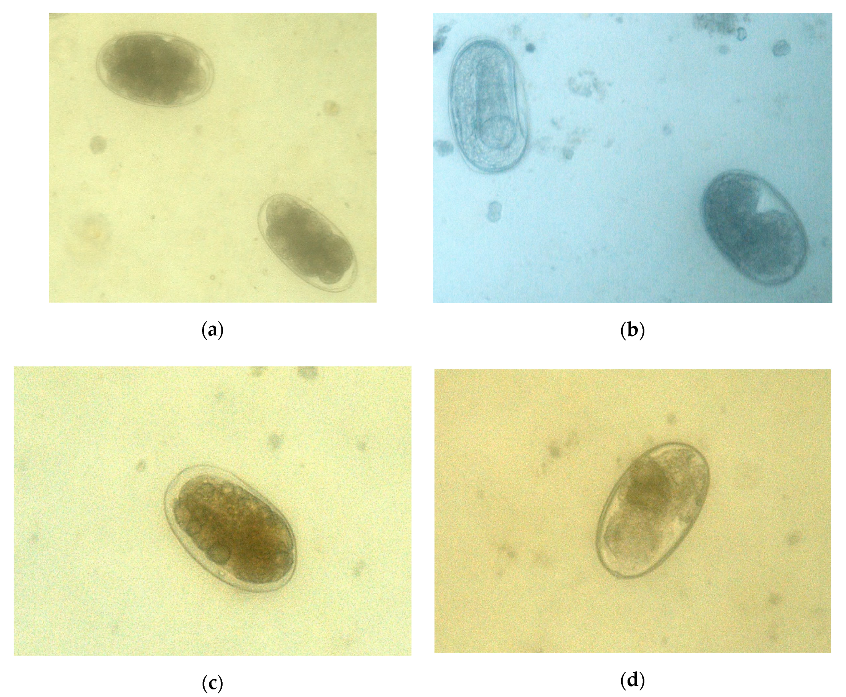 Pathogens 09 01071 g002