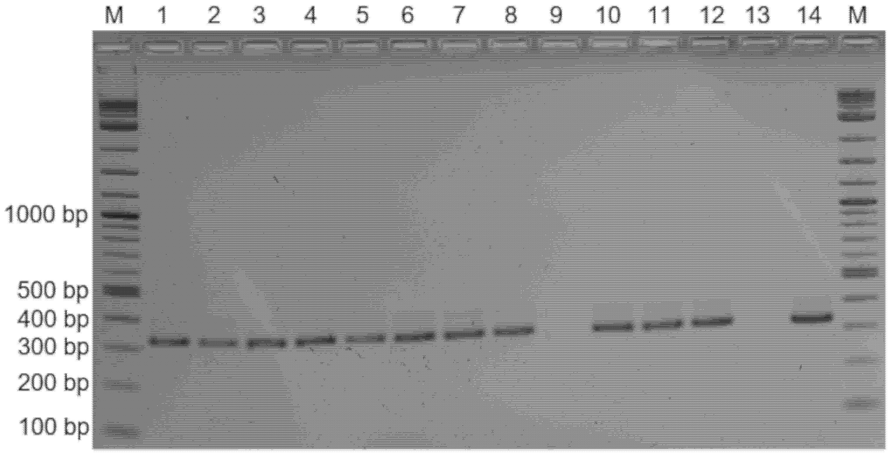 Pathogens 10 00013 g004 Pathogens 10 00013 g004