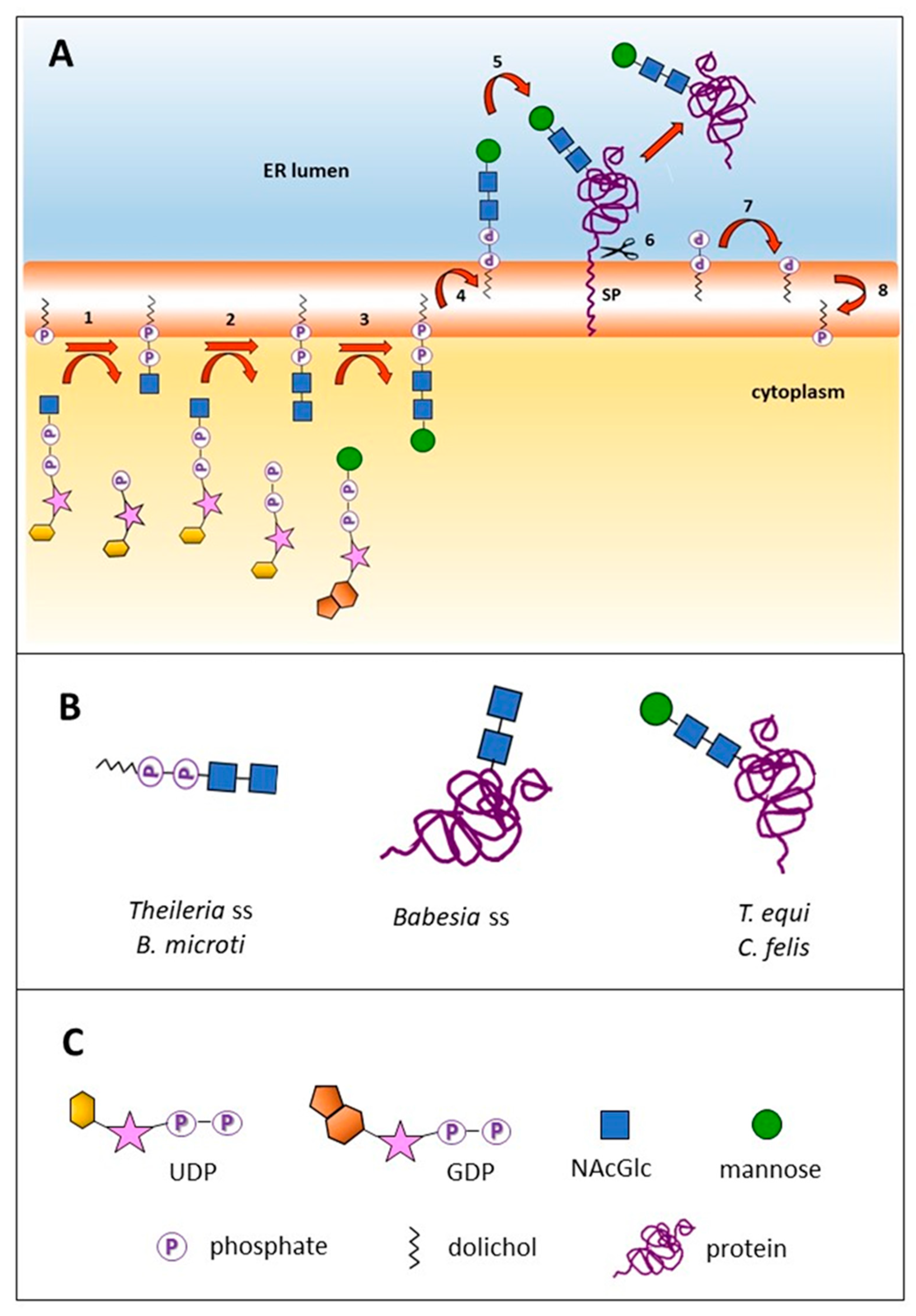 Pathogens 10 00050 g001