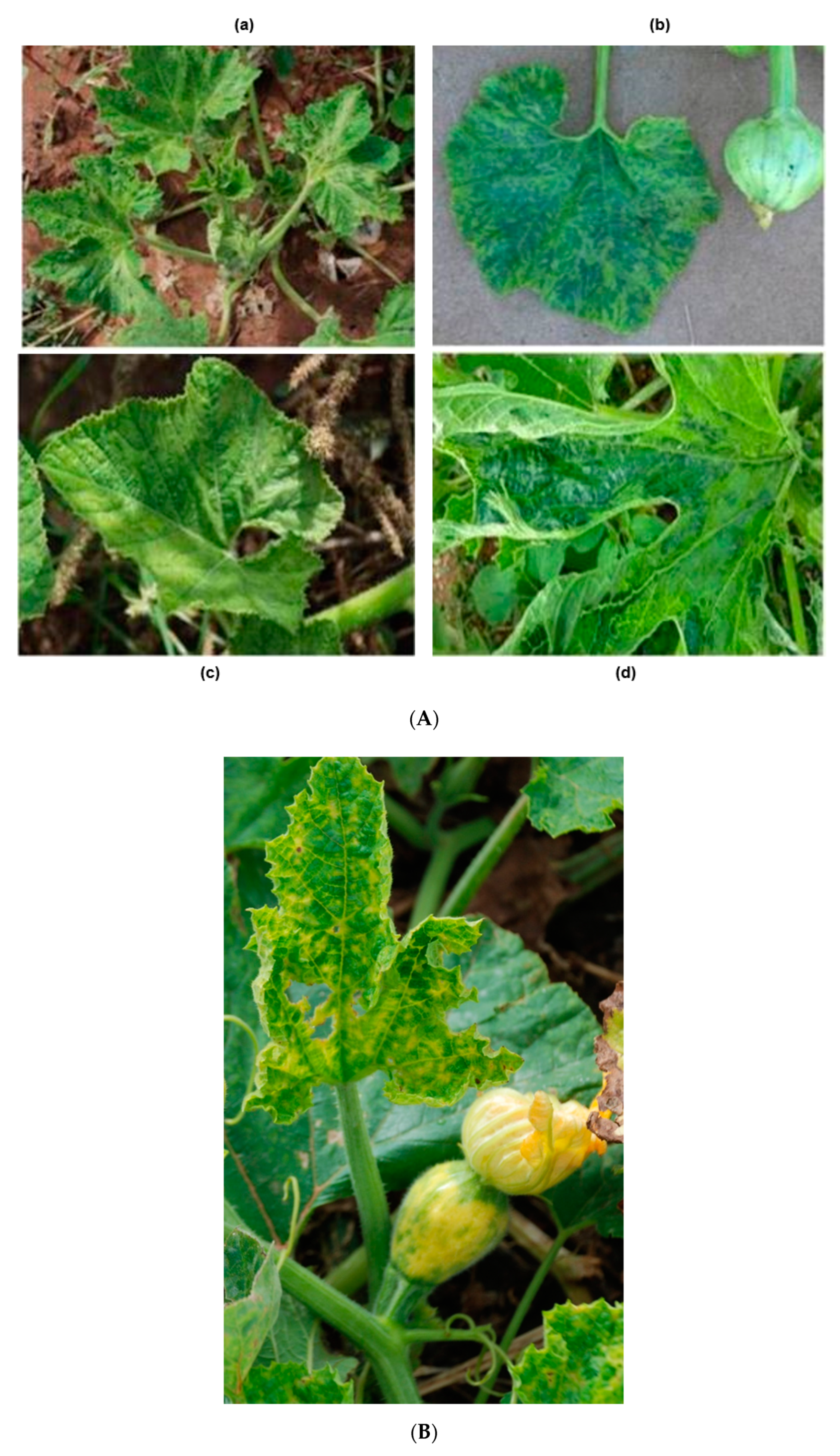 Pathogens 10 00053 g002a