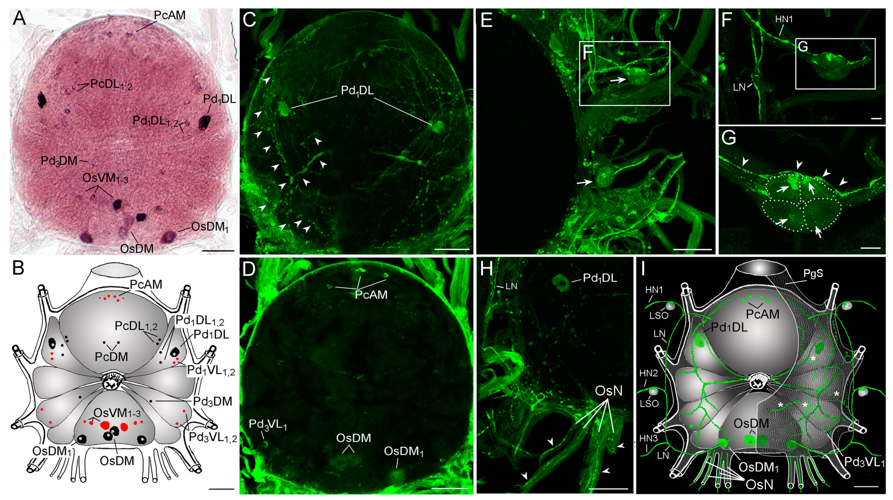 Pathogens 10 00070 g003