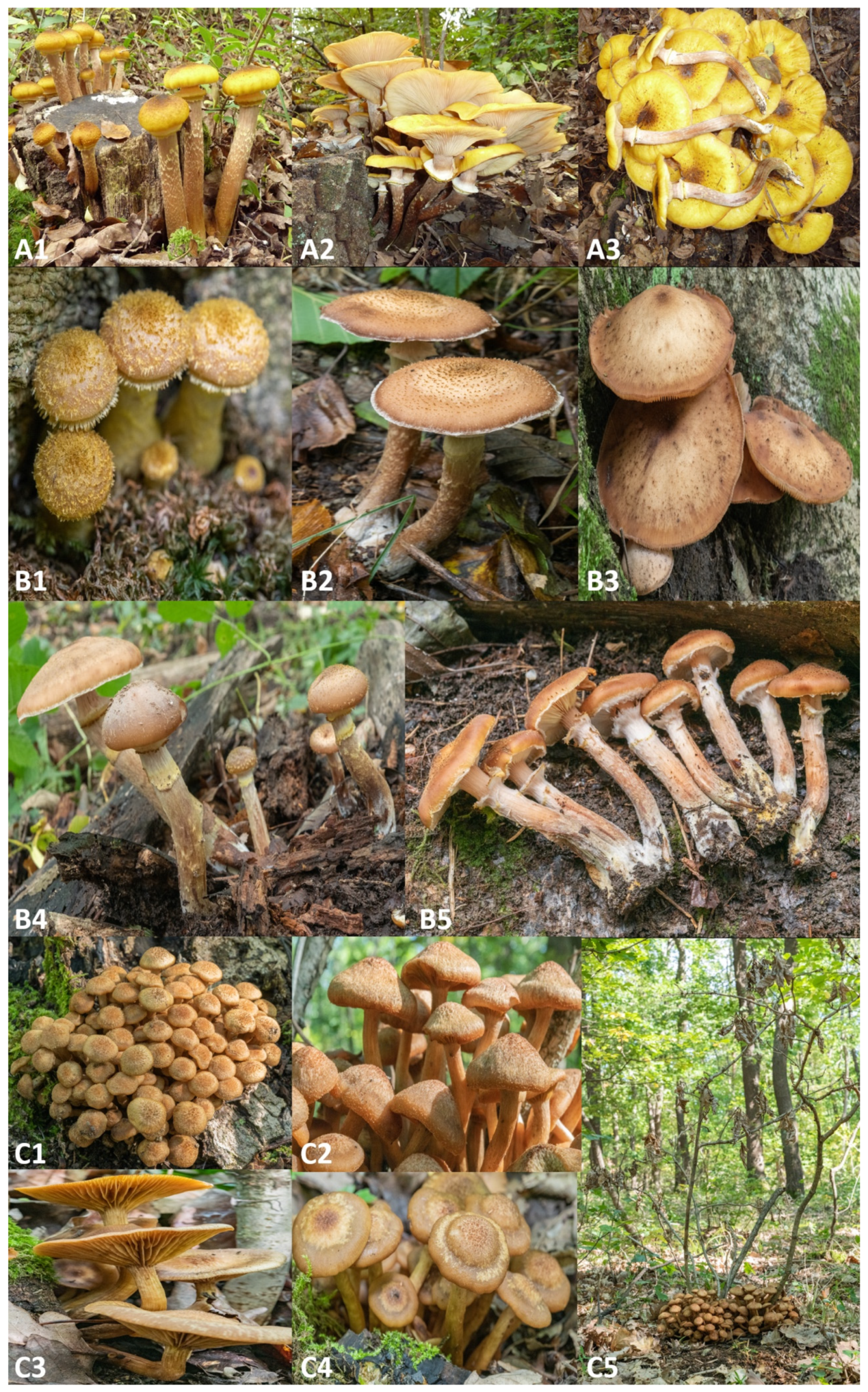 Pathogens 10 00076 g001 Pathogens 10 00076 g001