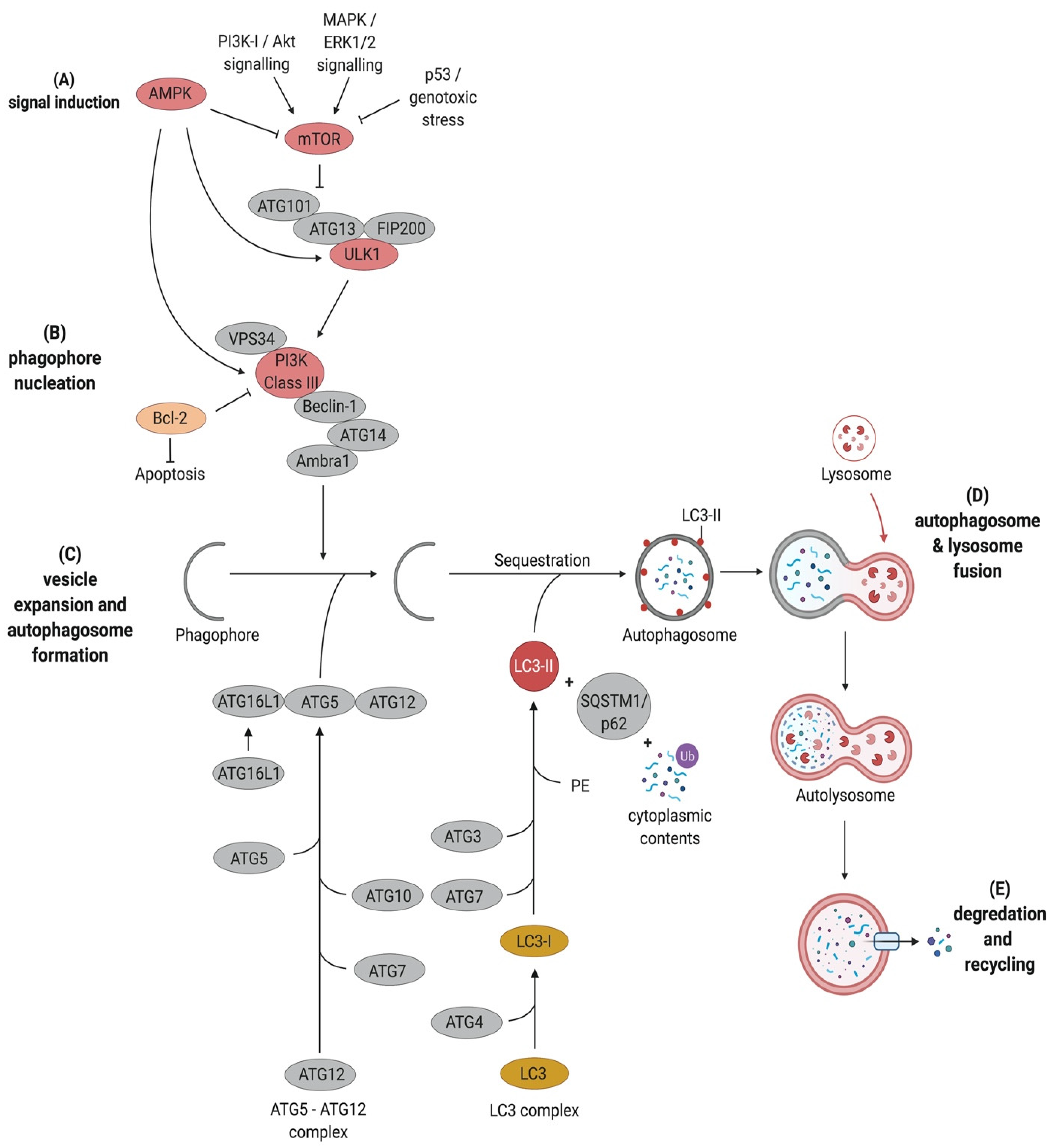 Pathogens 10 00110 g001