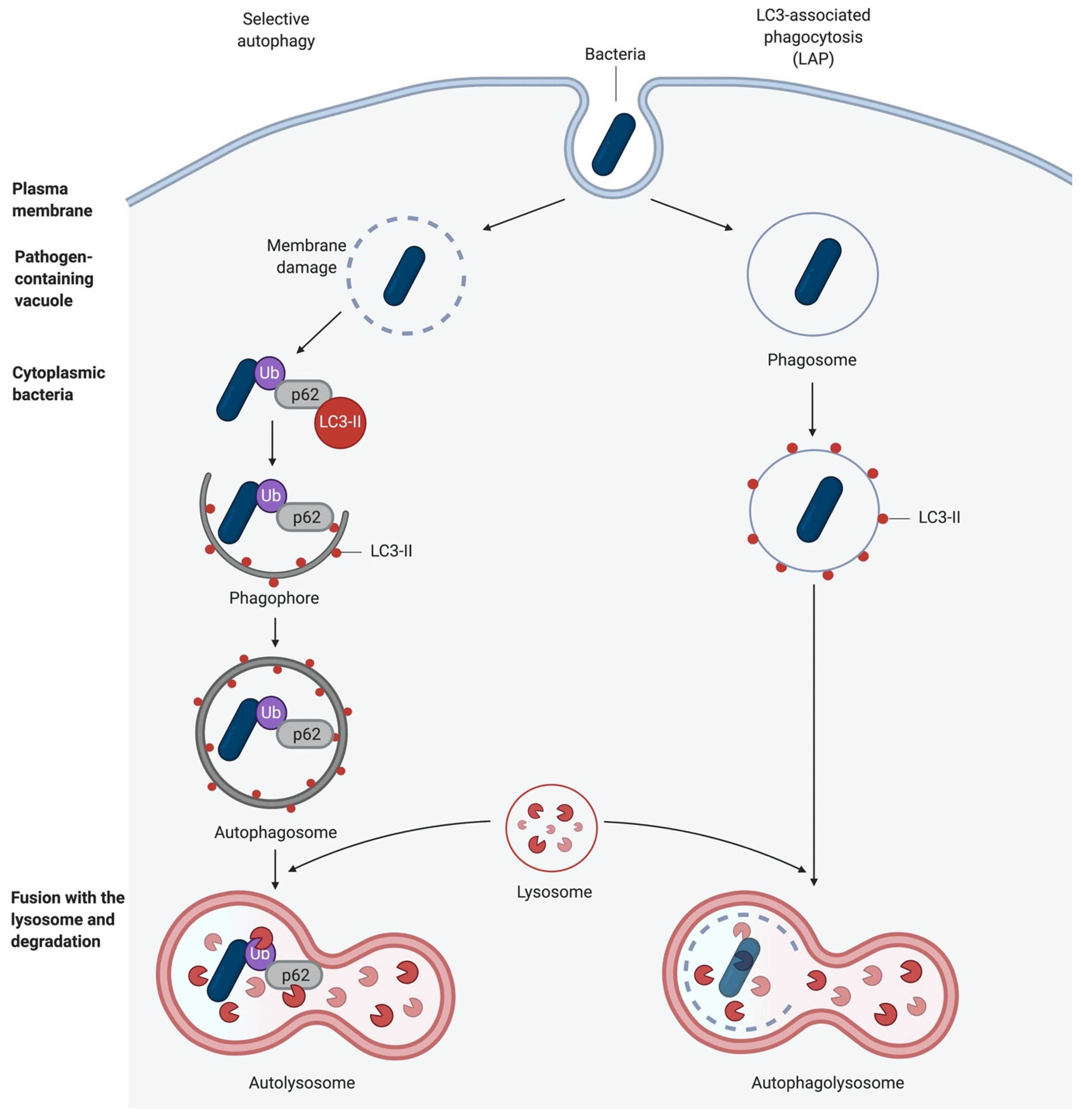 Pathogens 10 00110 g002
