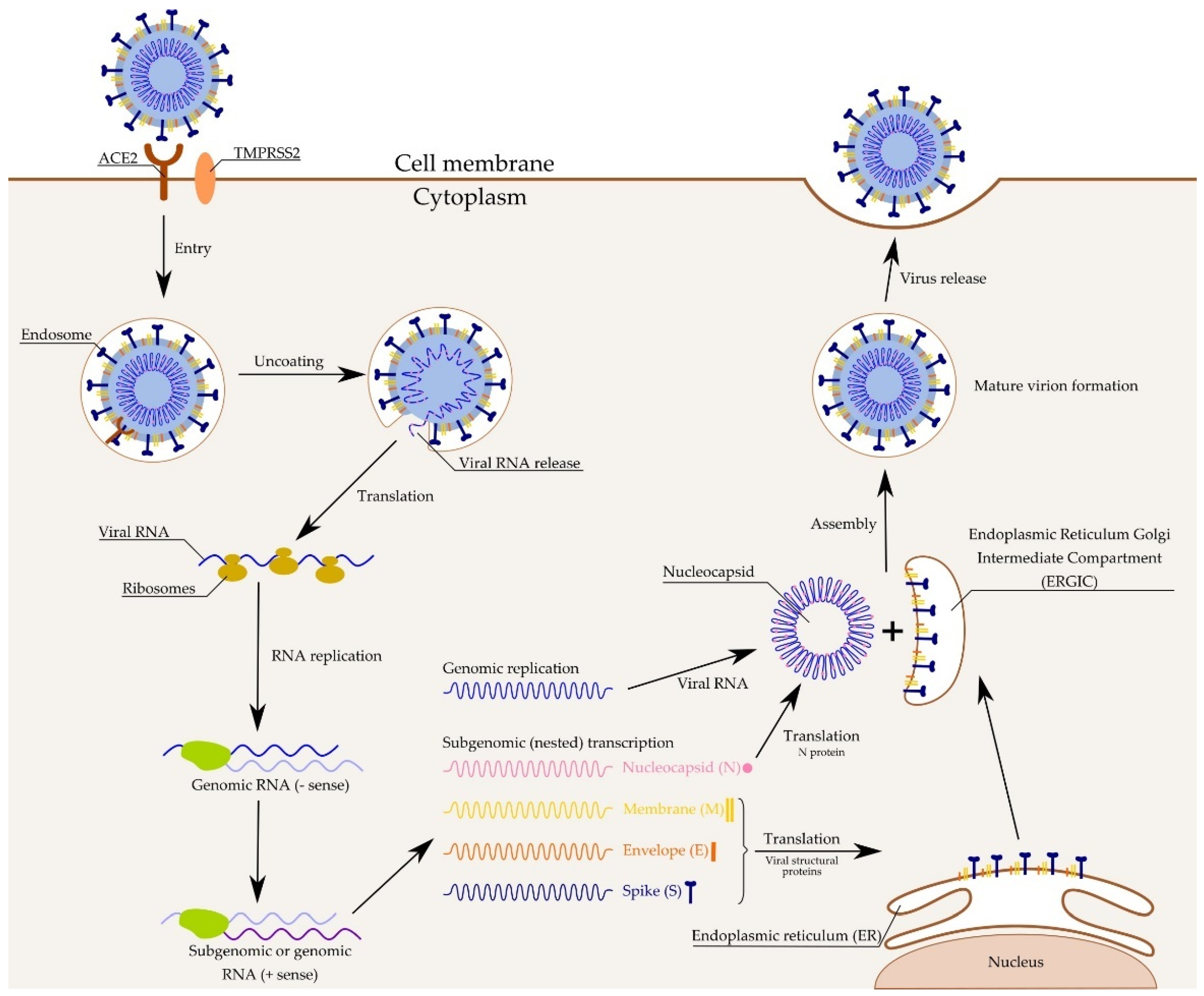 Pathogens 10 00114 g002