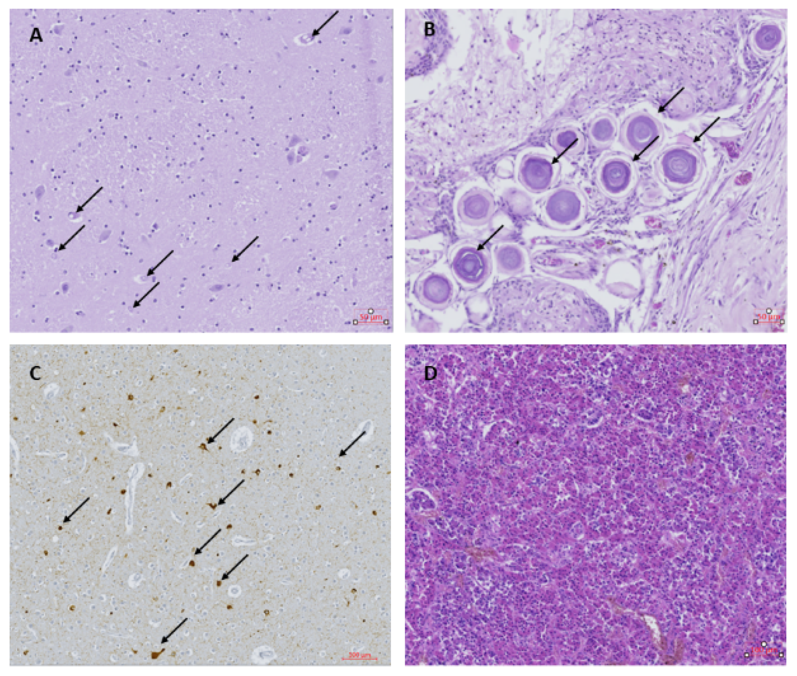 Pathogens 10 00116 g001