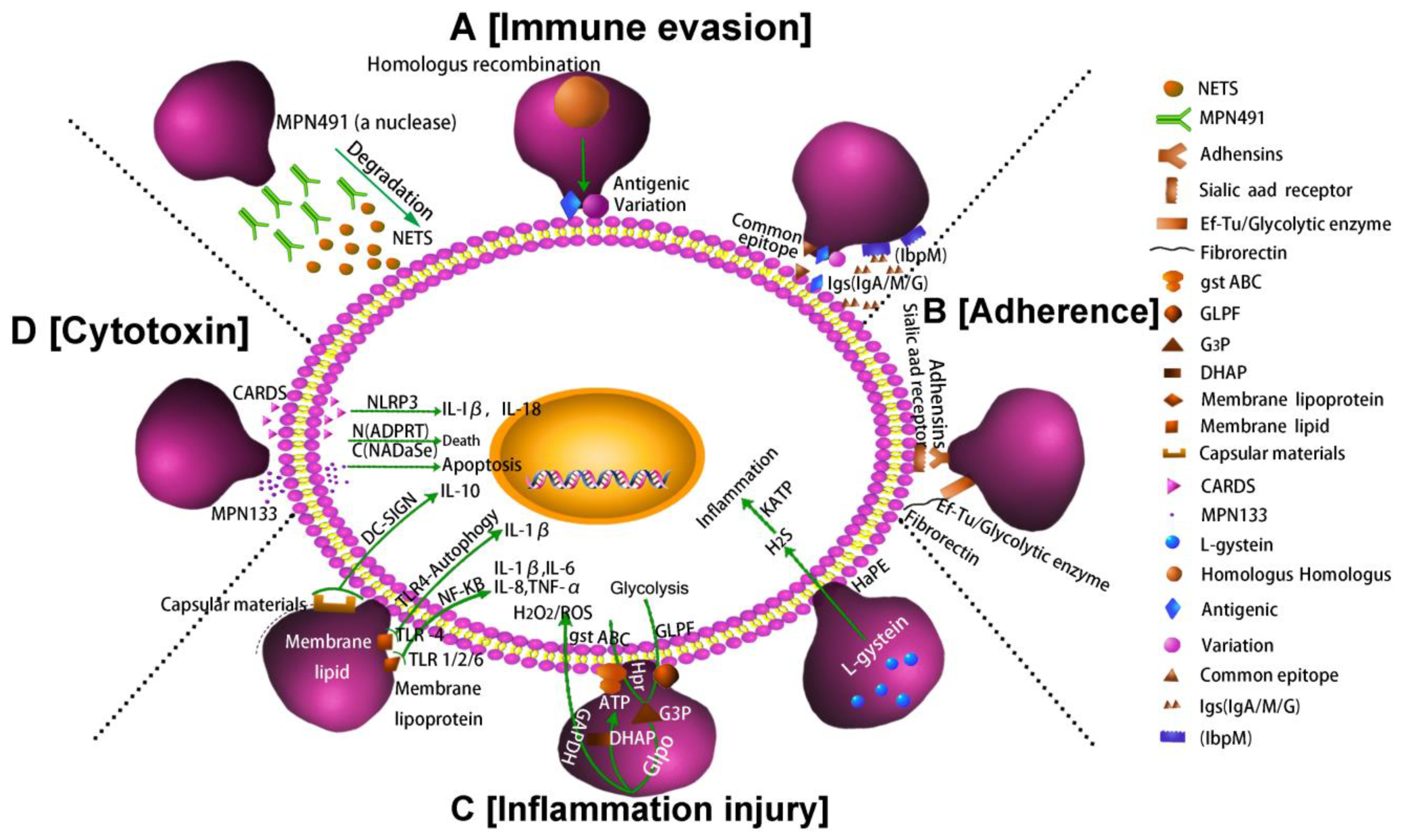 Pathogens 10 00119 g002